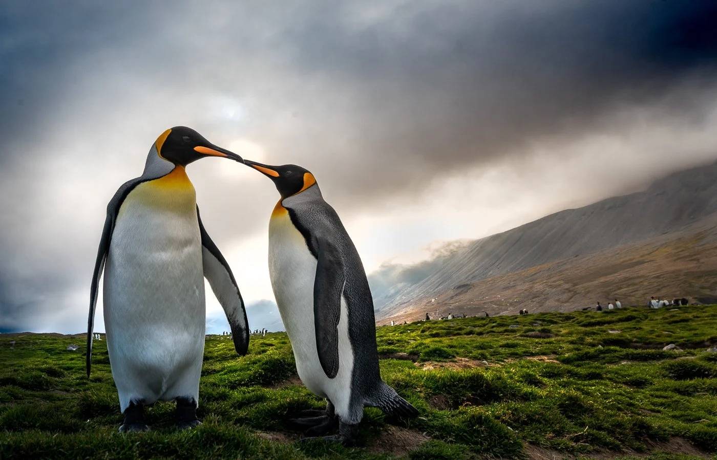 King penguins in South Georgia Island, 2020
