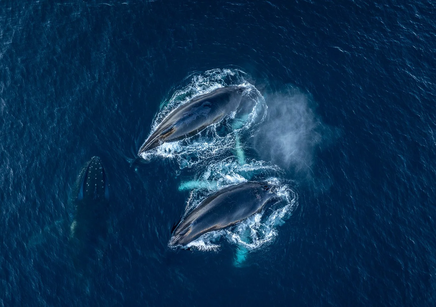 Humpback whales in Antarctica, 2025
