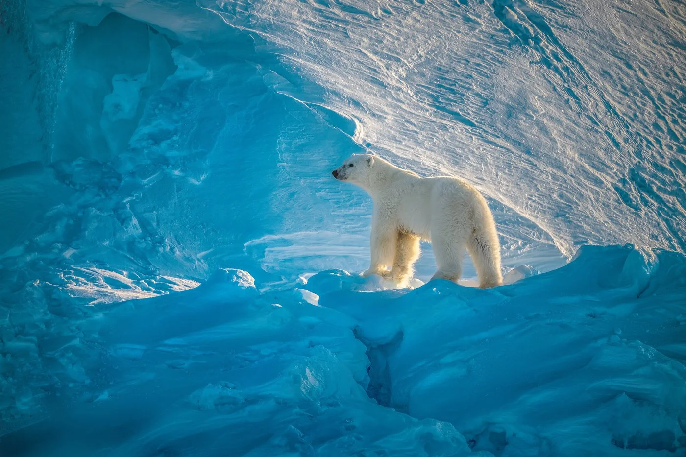 Polar bear in Baffin Island, Canada