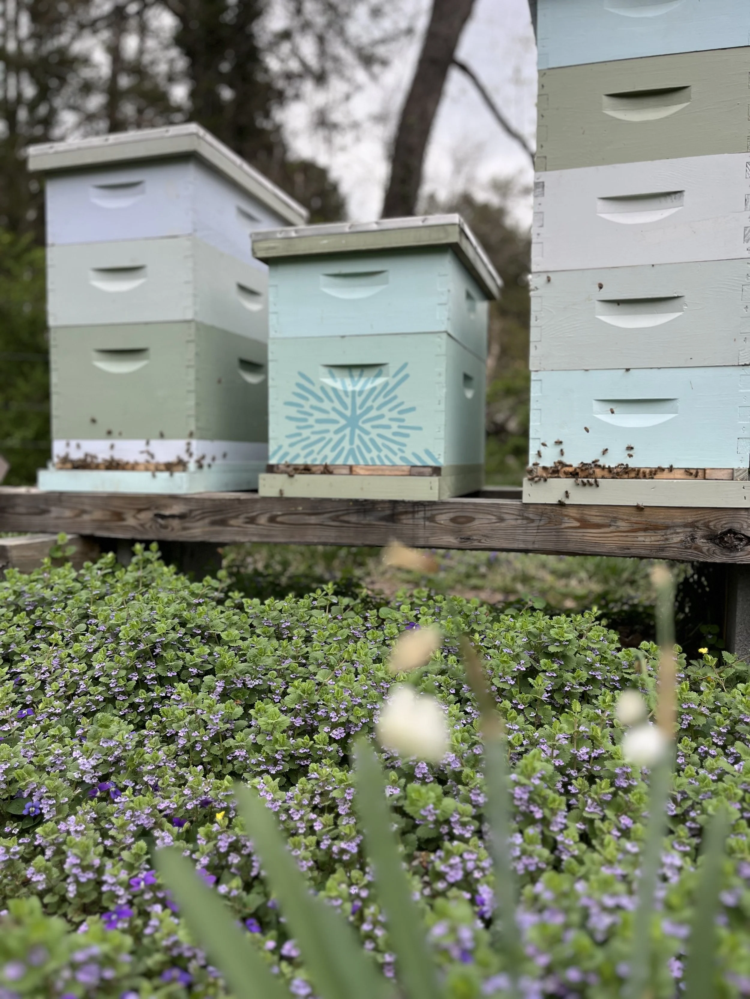 Three honeybee hives in a field of flowers