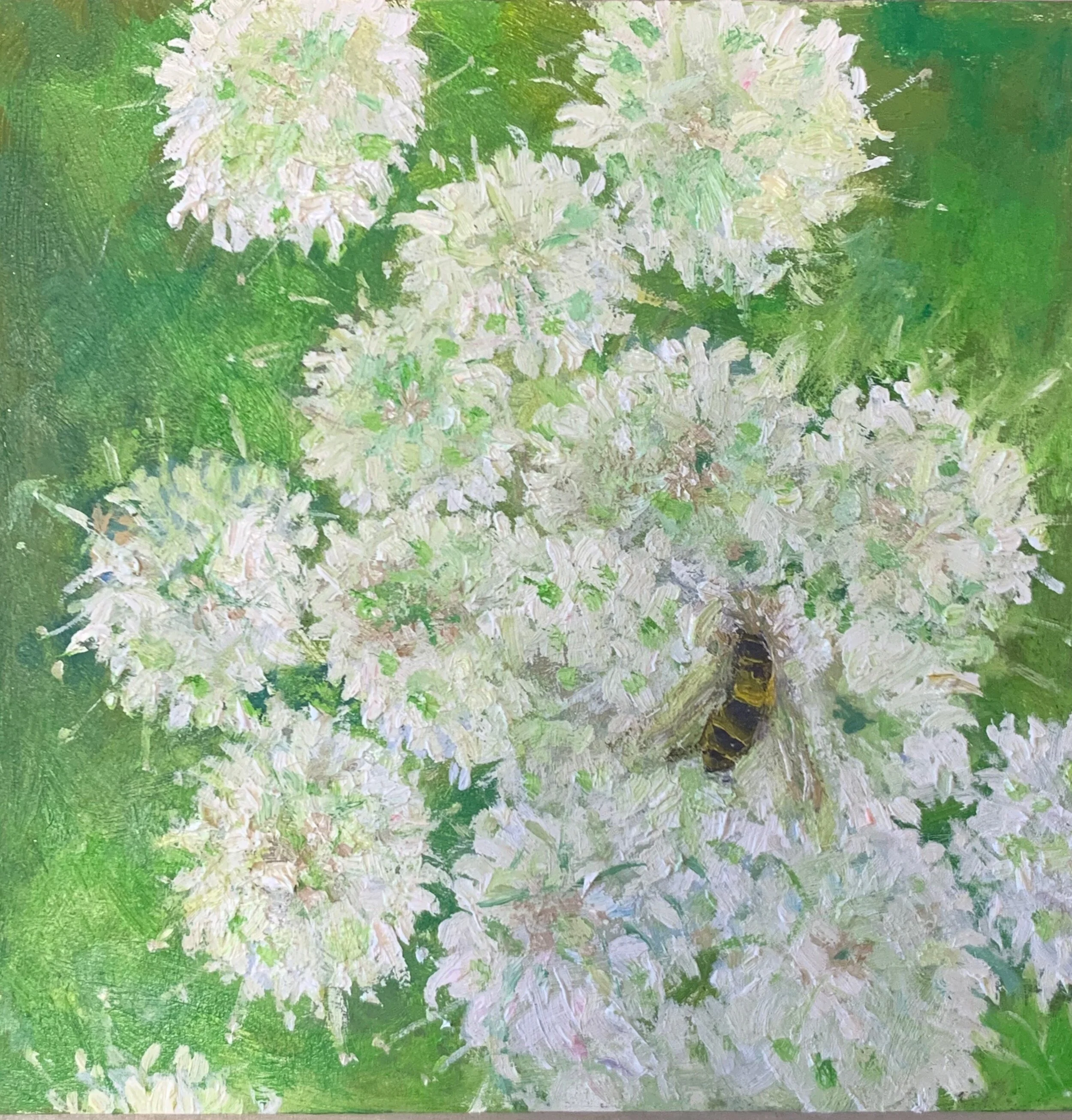 Cow_Parsley_w:Bee_4.jpg