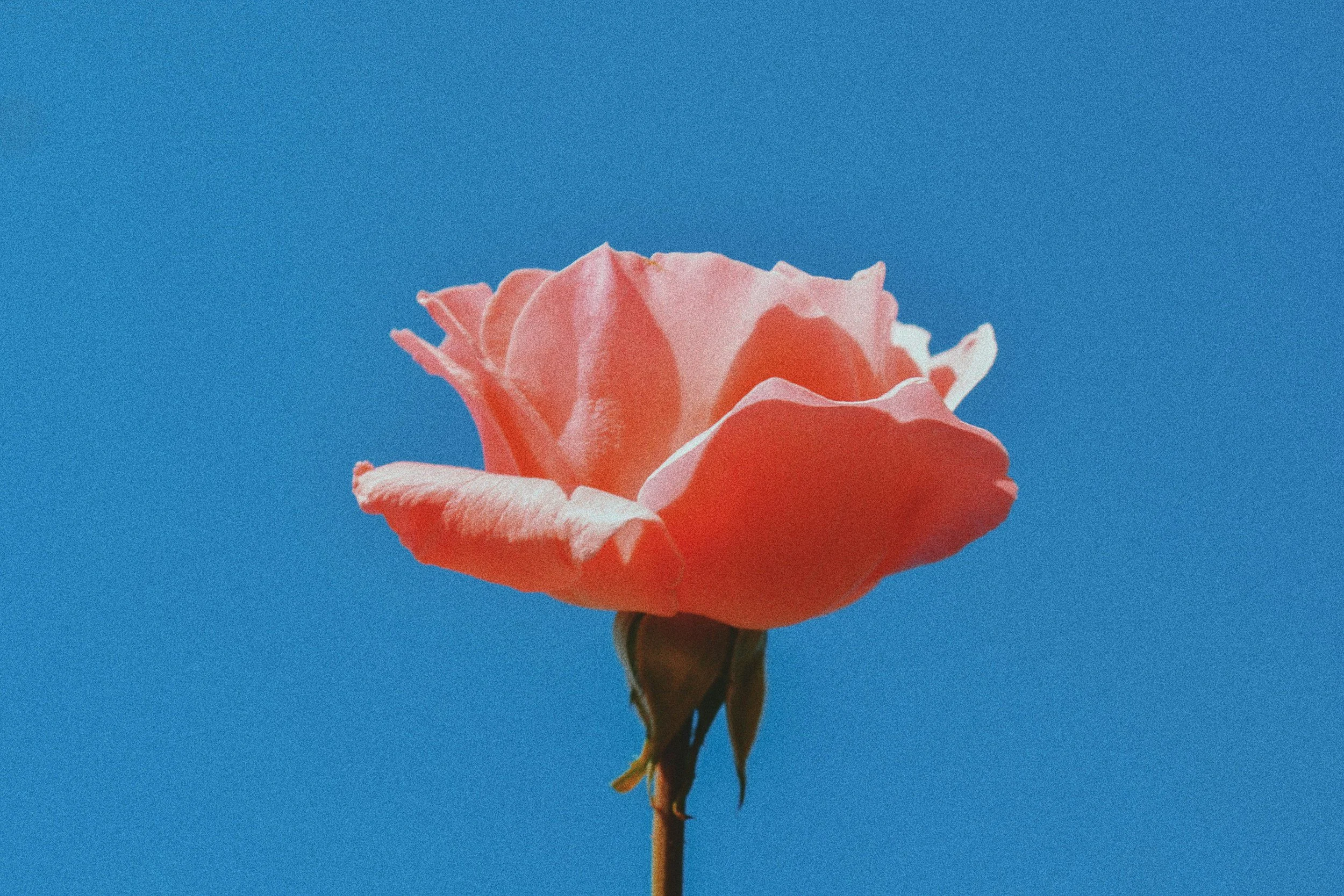 A single pink rose flower with its petals open, photographed against a clear blue sky.