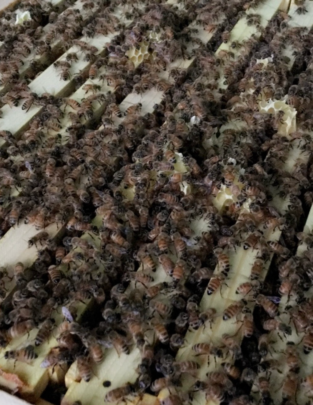 Honeybees on a comb frame