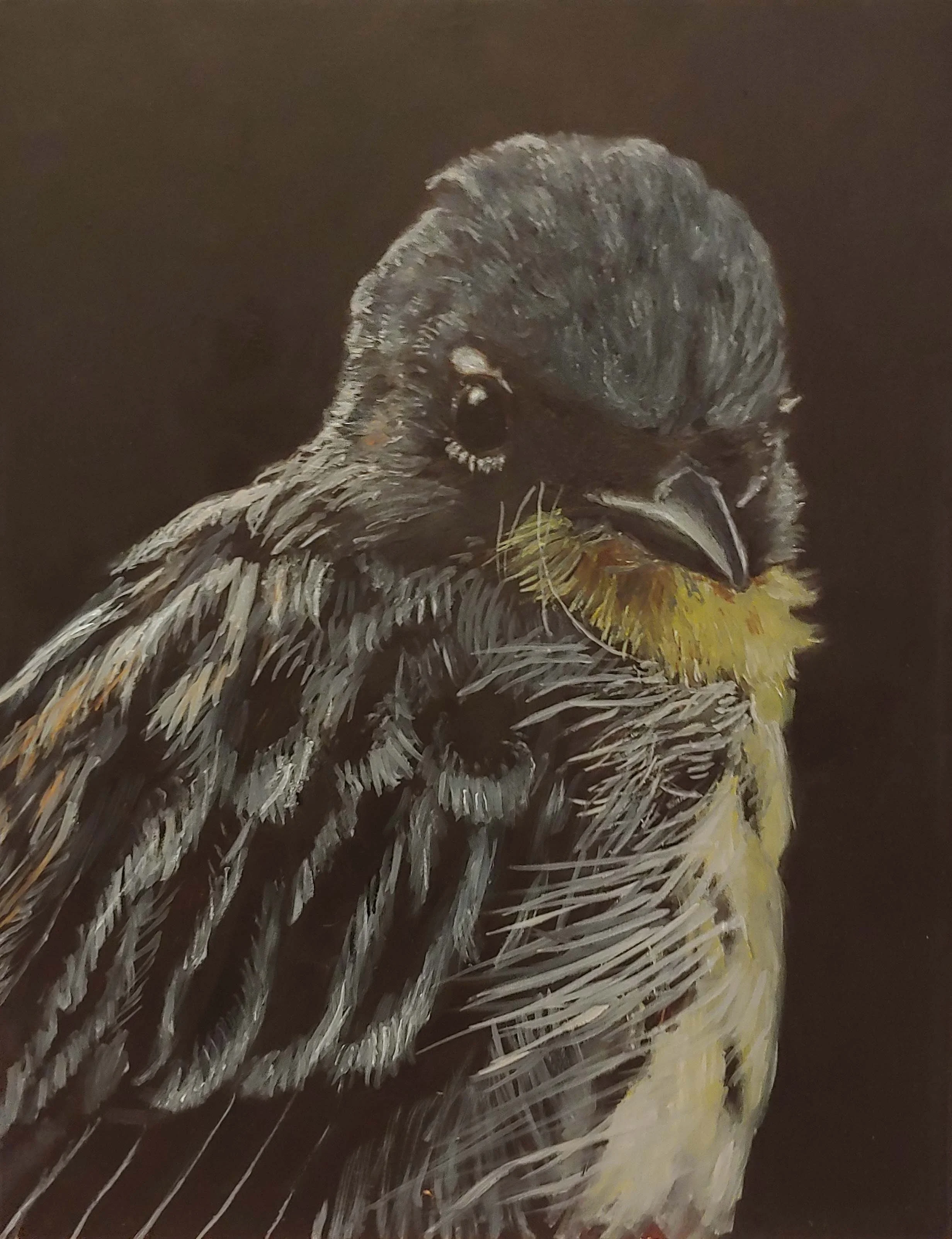 Kirtland's Warbler