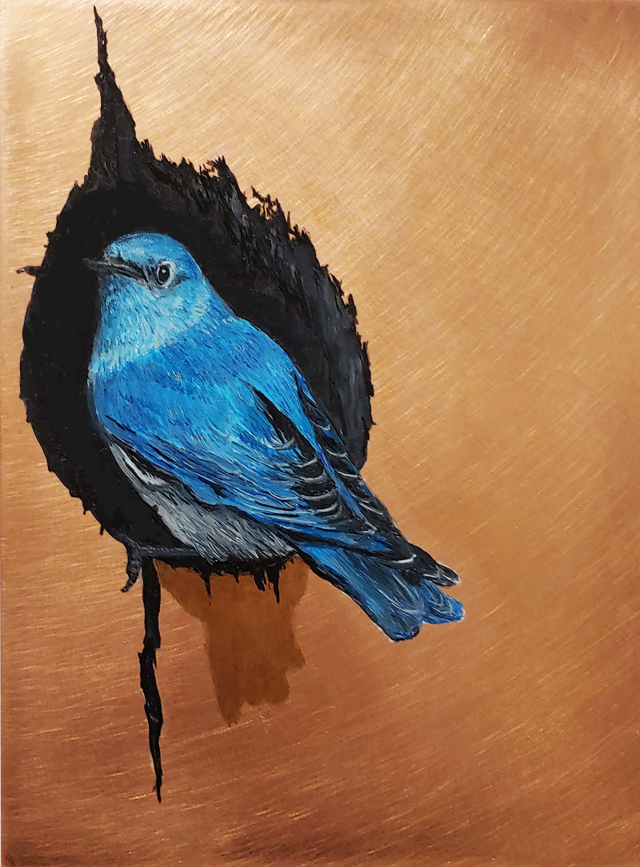 Mountain Bluebird Nest 