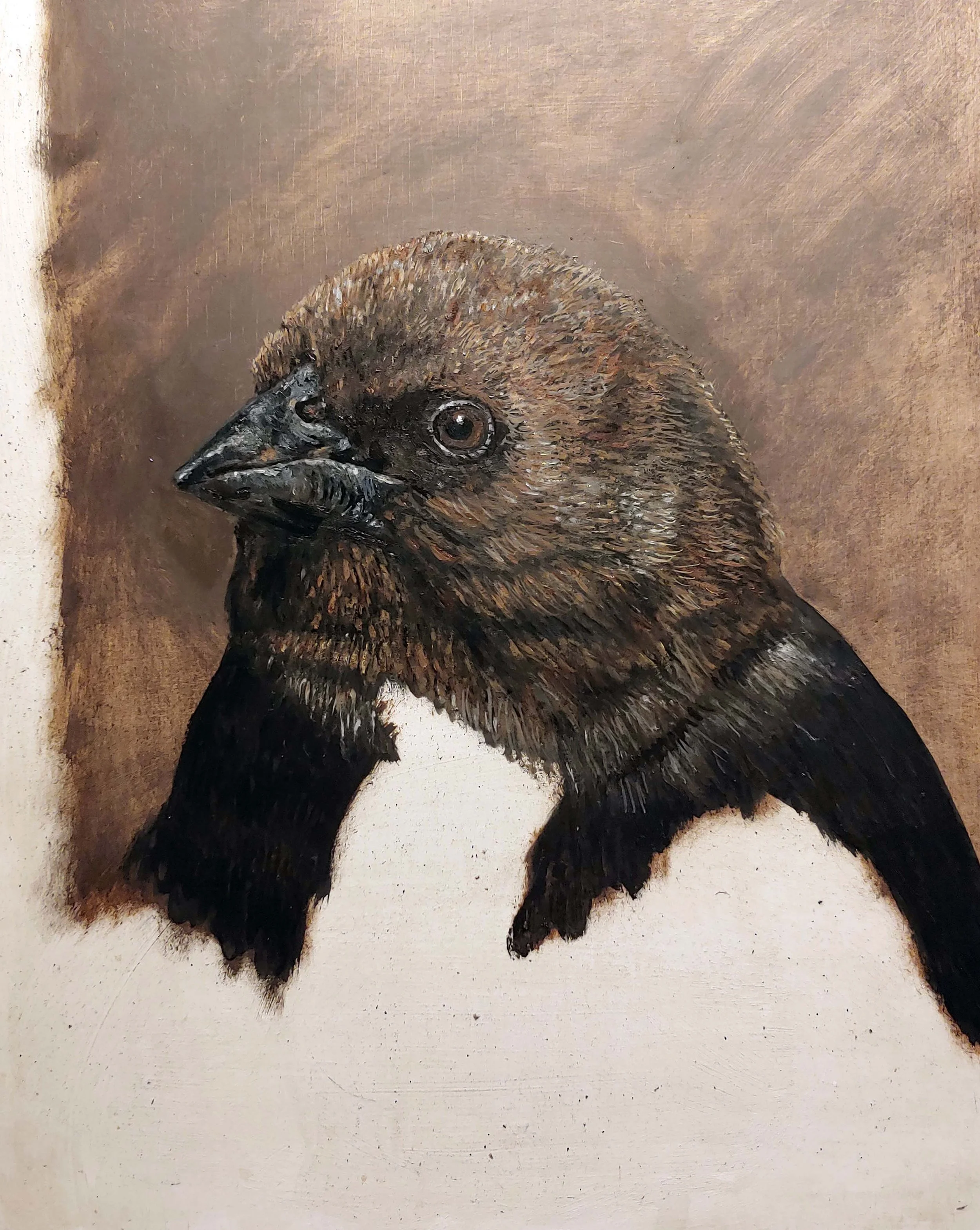Brown Headed Cowbird after Gilbert Stuart