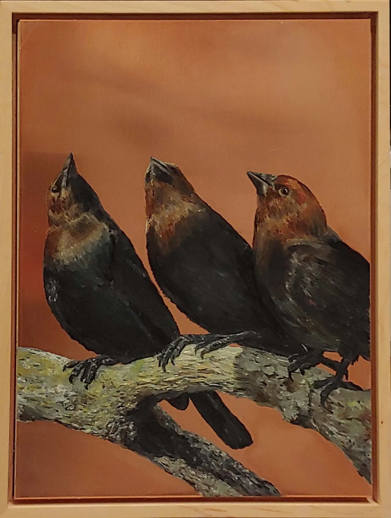 Three Brown-Headed Cowbirds.jpg