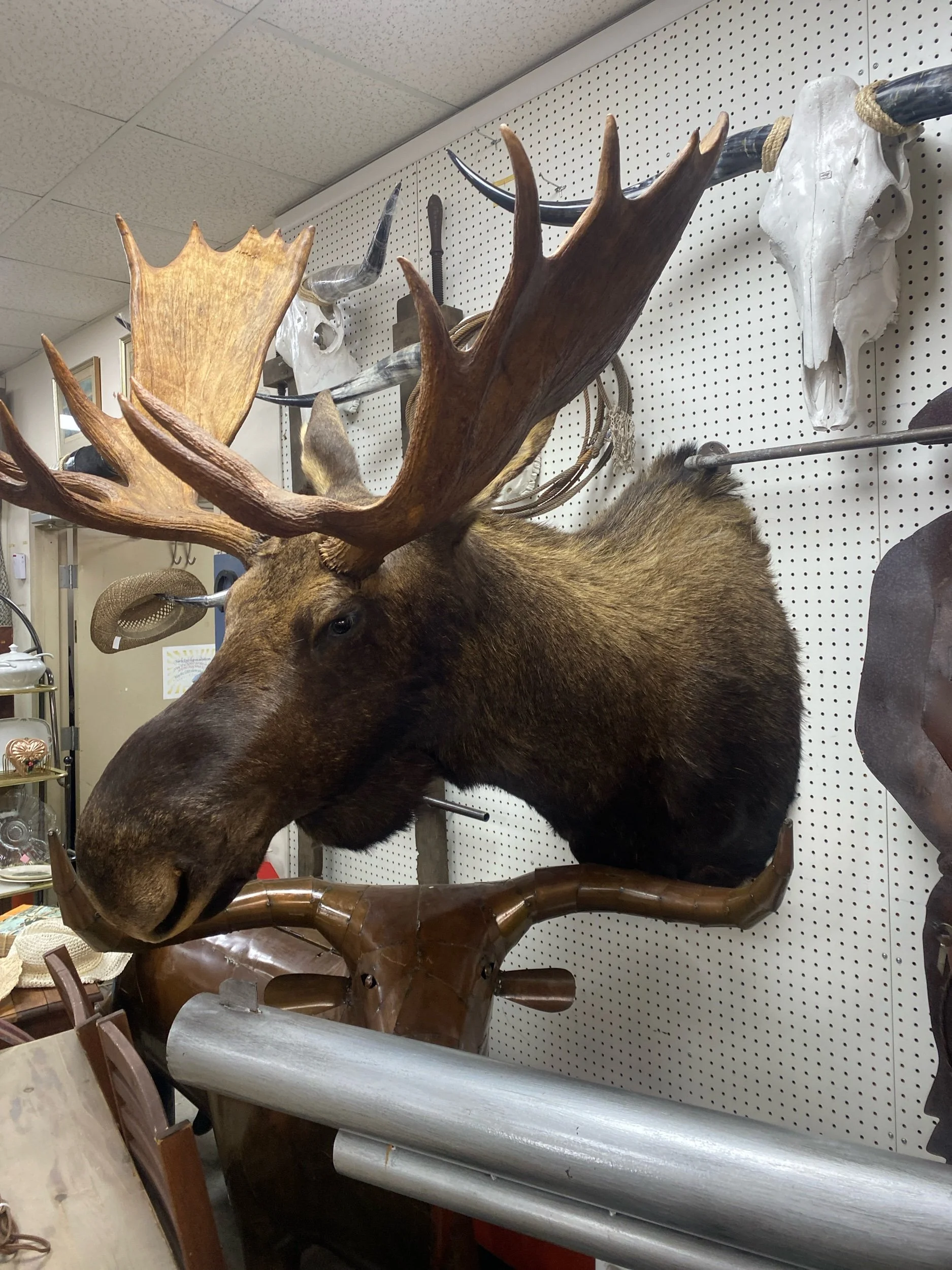 Moose Head Mount Taxidermy