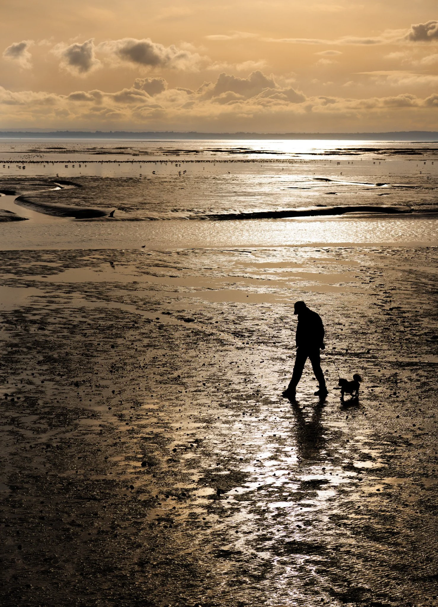 A person walking a dog on a beach at sunset or sunrise with clouds in the sky and reflective water on the sand.