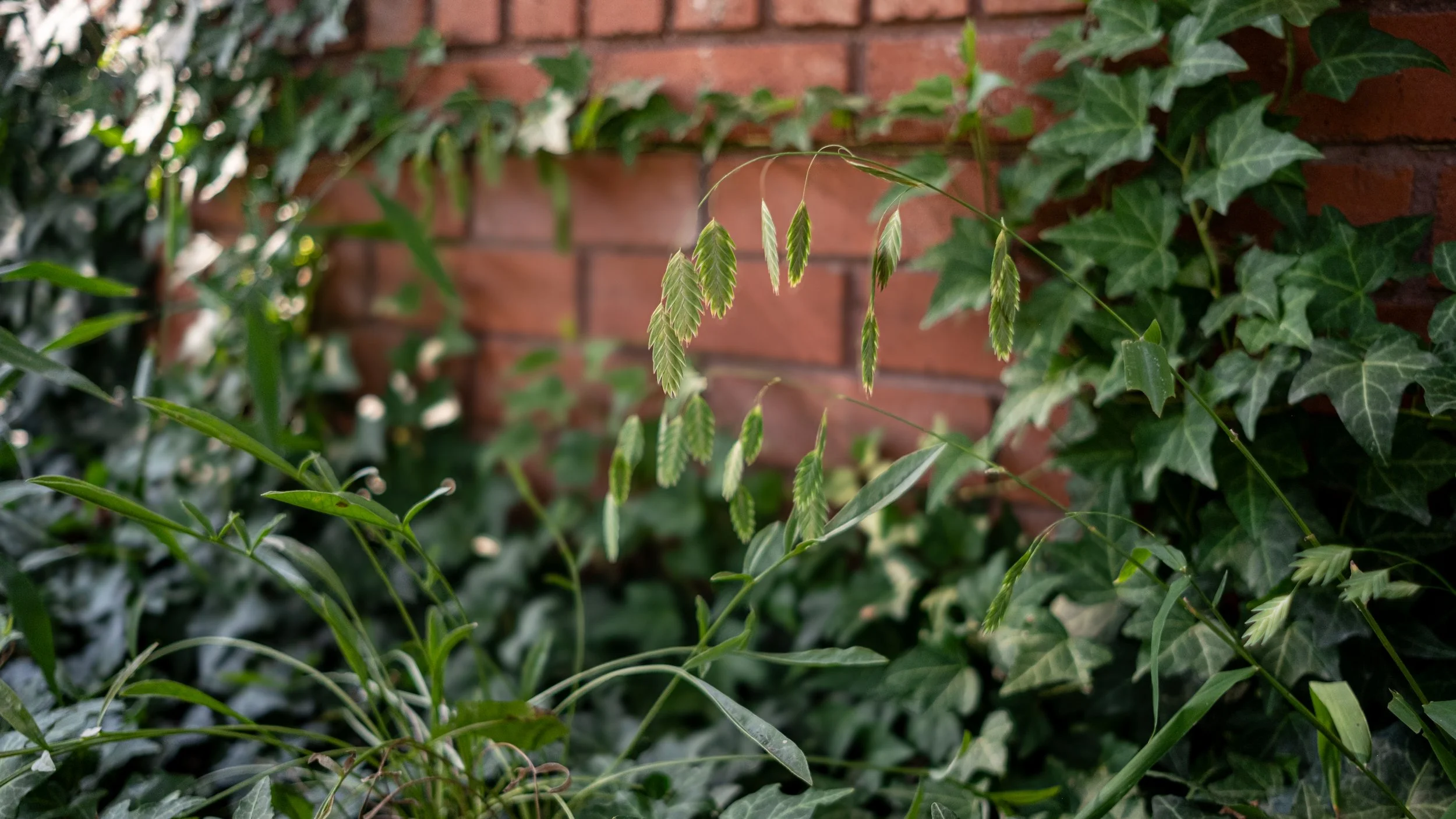 Green grasses and ivy with a brick wall in the background