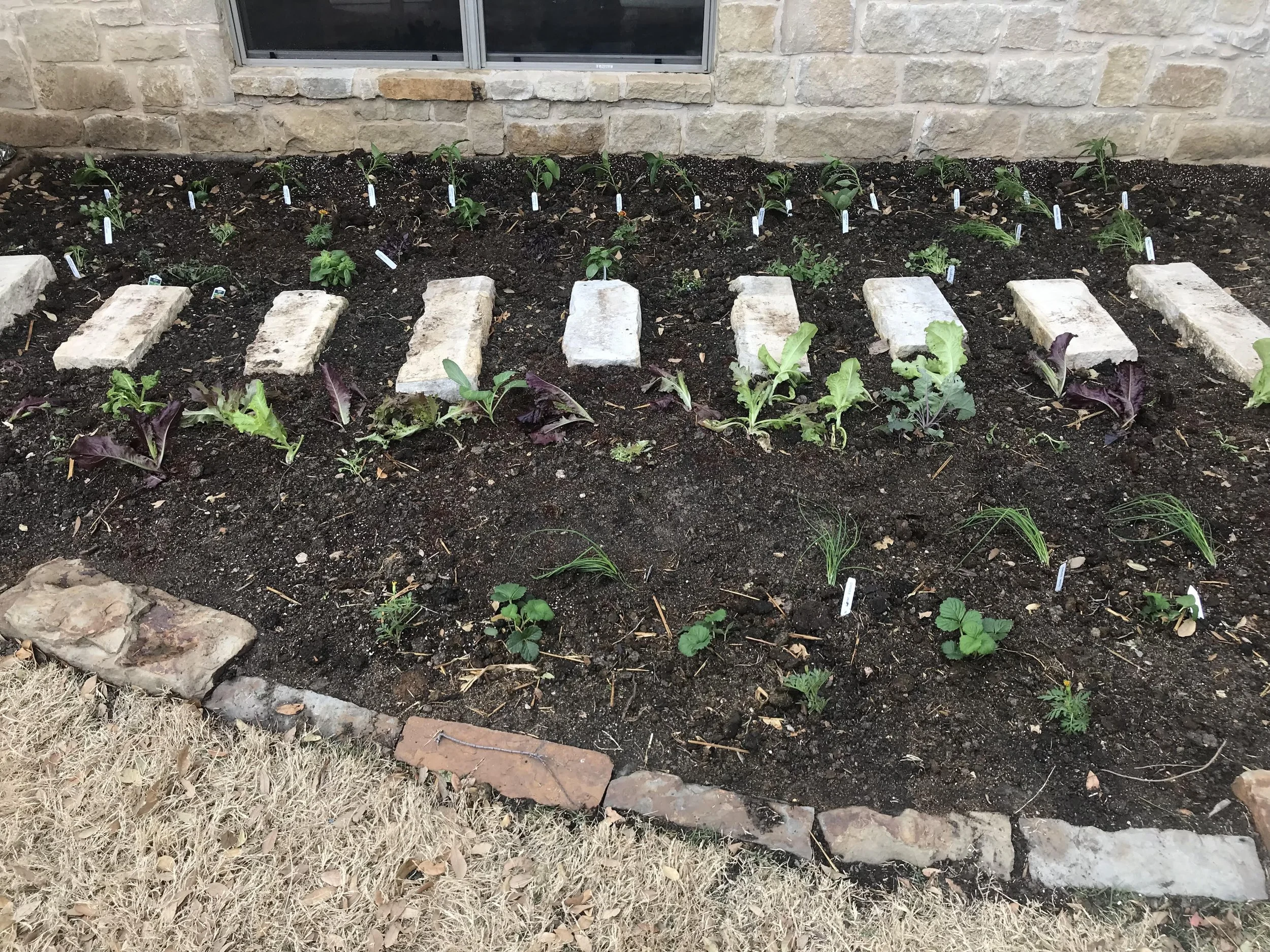 A garden bed with young plants and seedlings, bordered by bricks and stones, in front of a stone wall with a window.