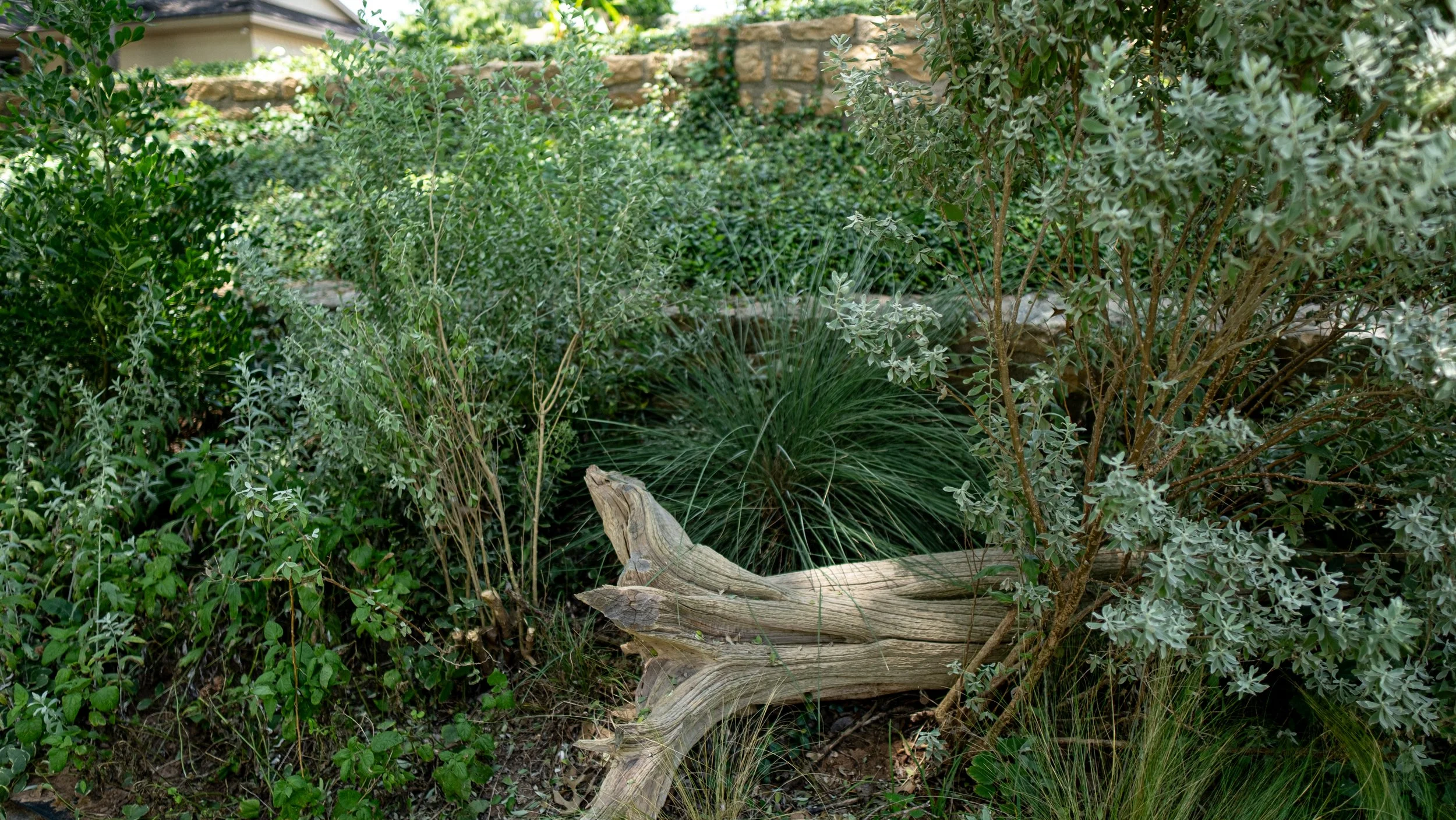 A garden with various green plants, bushes, and a weathered piece of driftwood or tree branch lying on the ground.
