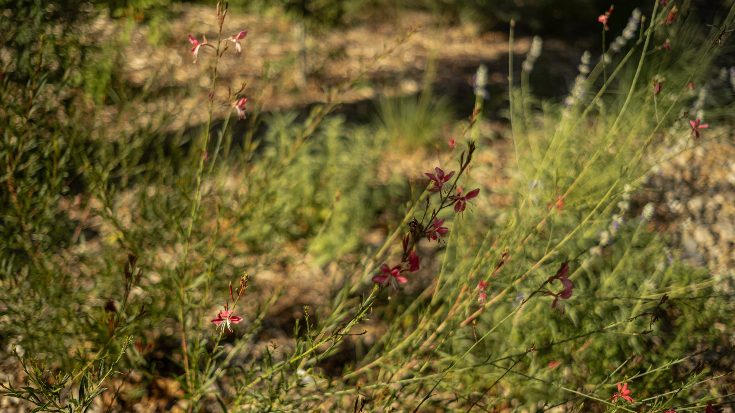 Close-up of small pink and white flowers on green stems growing in a garden bed.