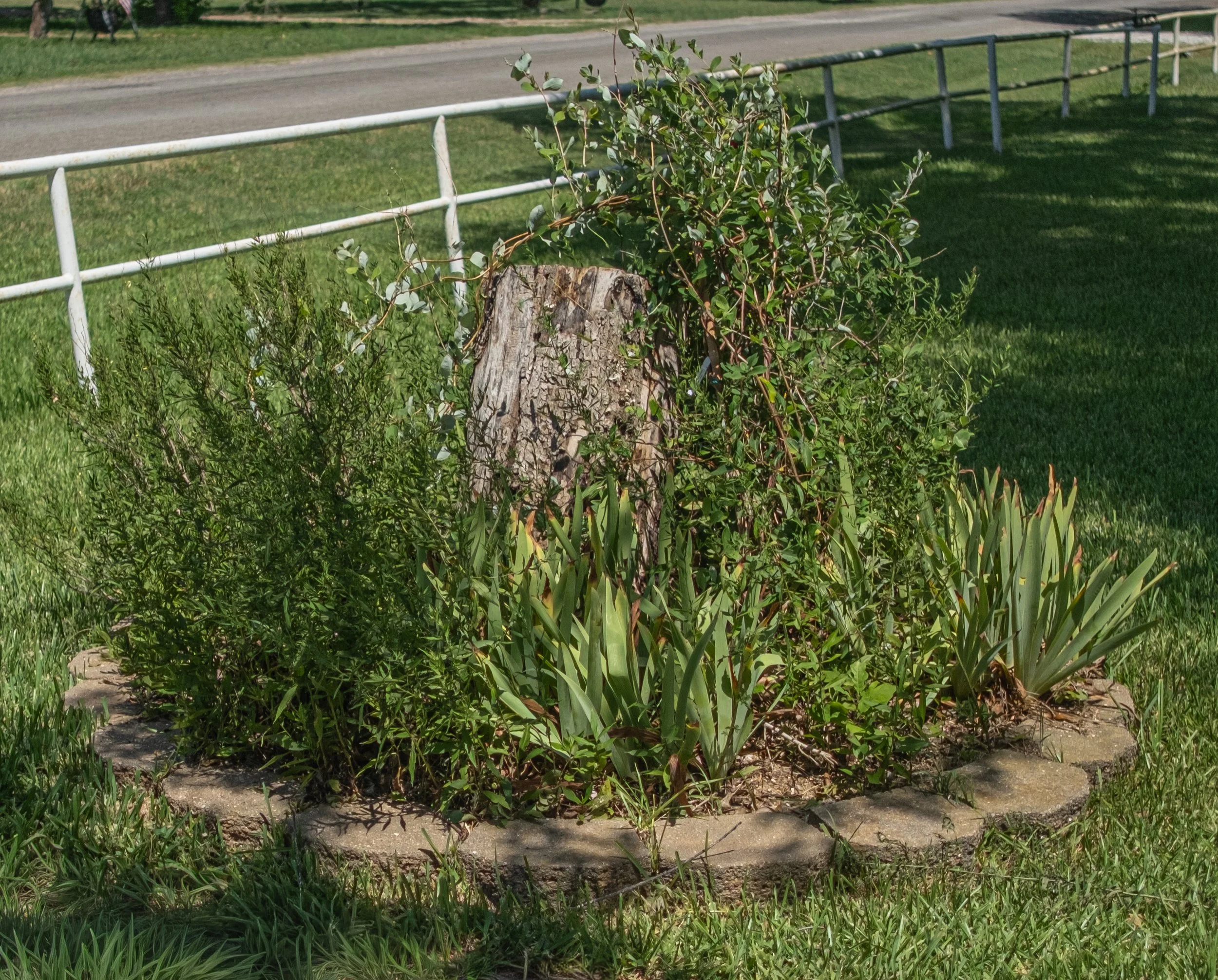 A garden with various plants and a small tree stump in the foreground, next to a white metal fence, with a paved road and green grass in the background.