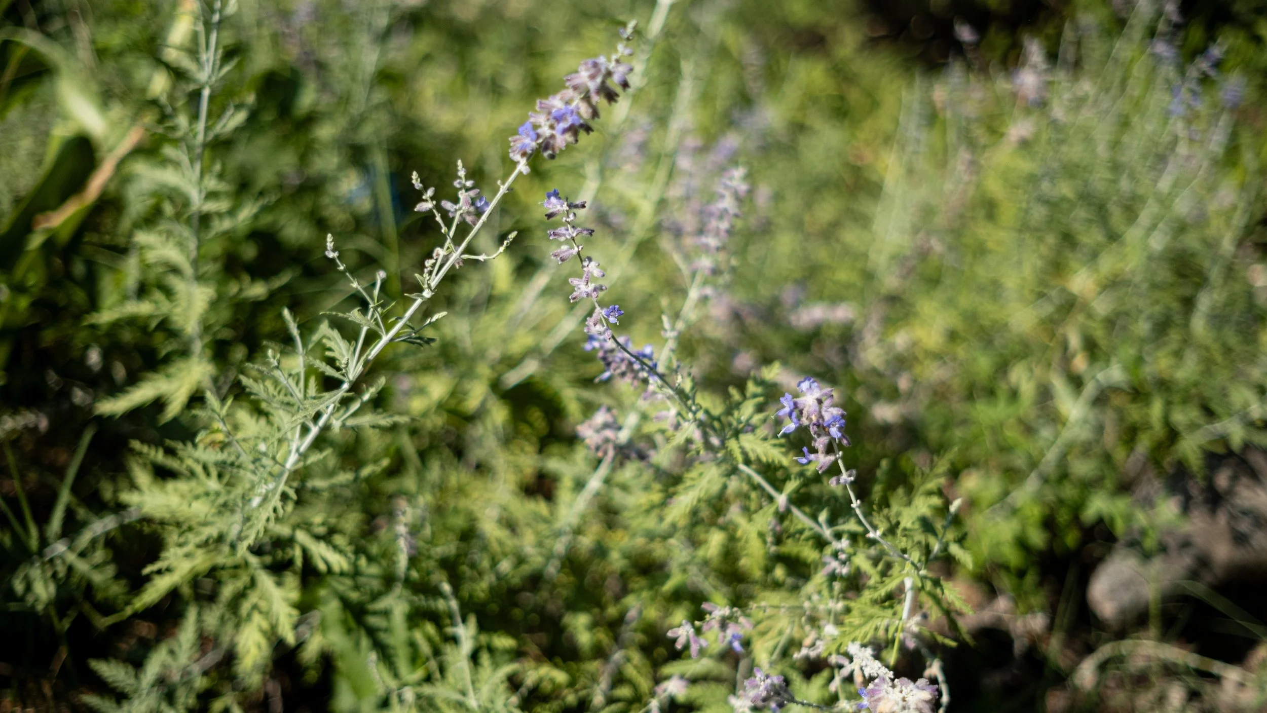 Close-up of small purple flowers on green stems amid green foliage in a garden.