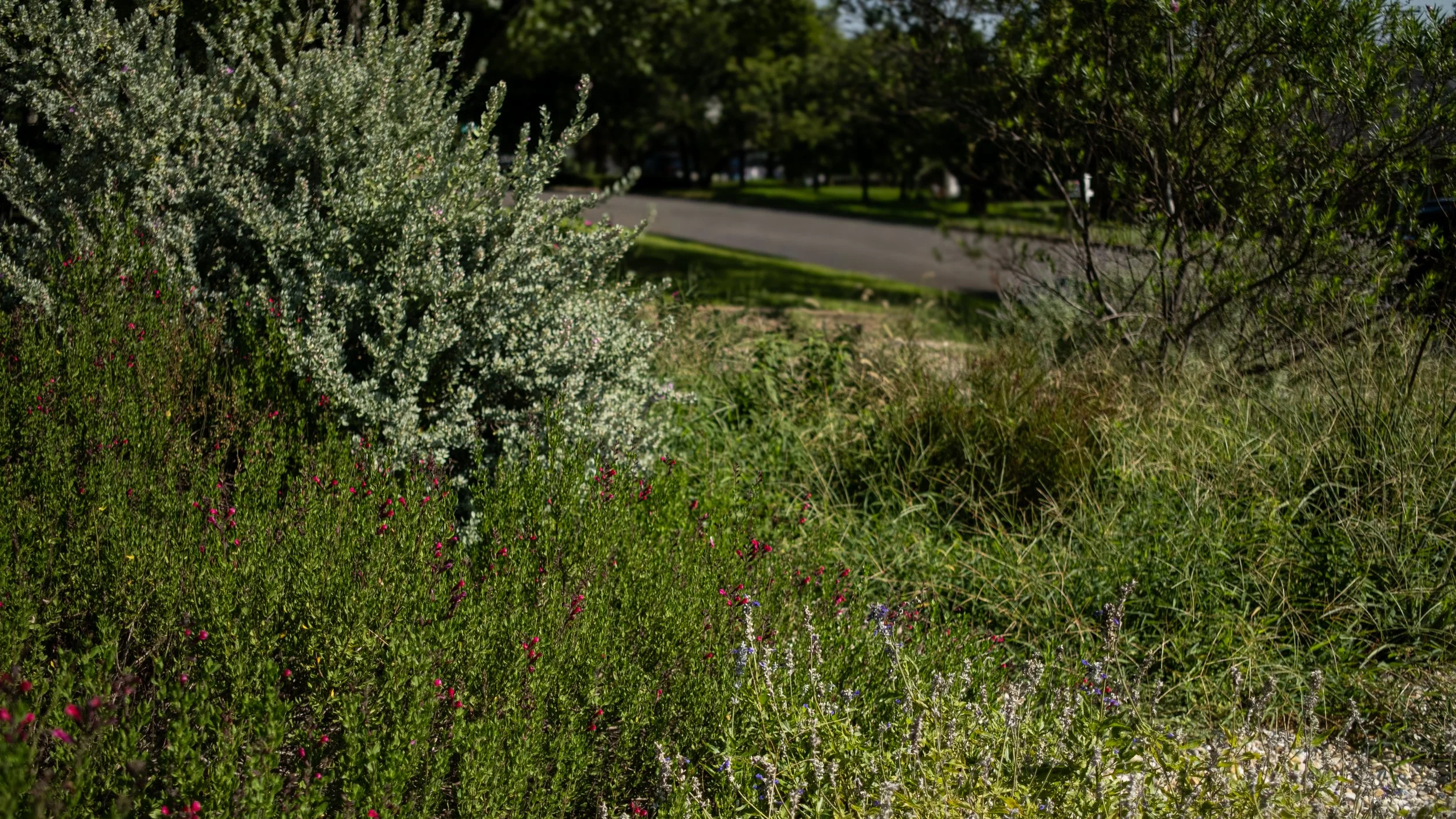 A lush roadside scene with flowering bushes and grass, and a street with trees in the background.