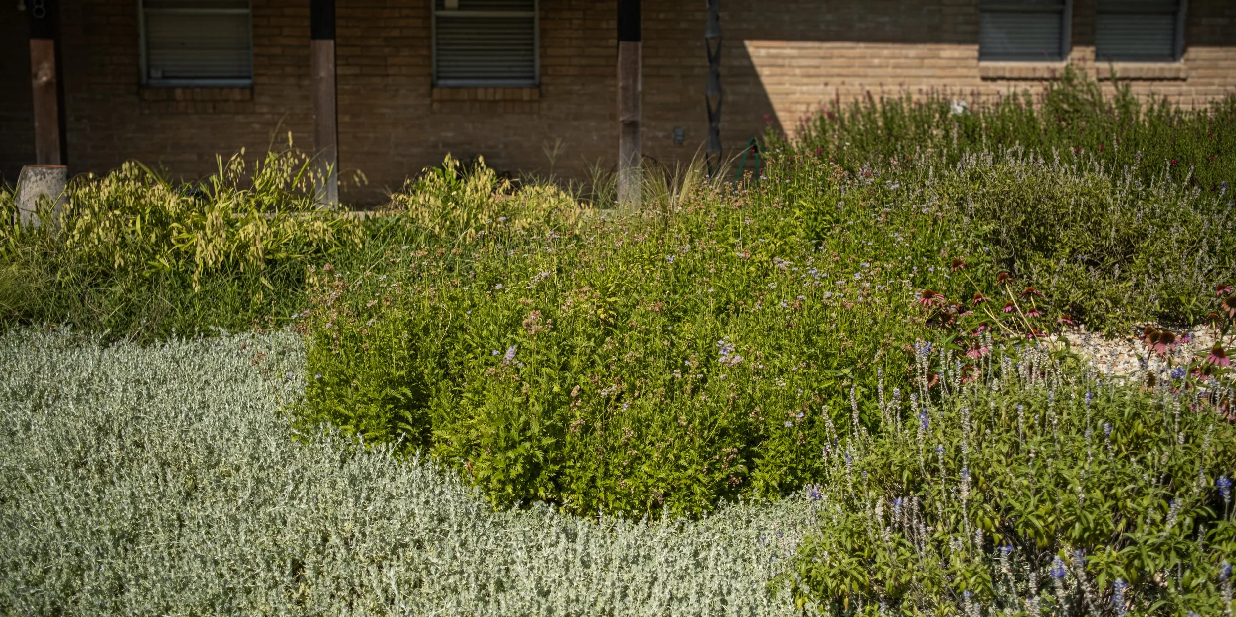 A garden with various green plants and purple flowers in front of a brick building.