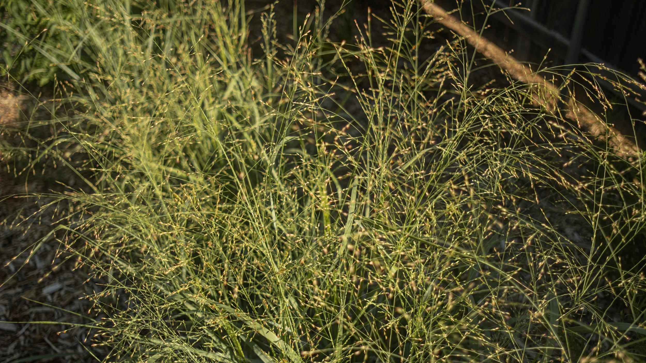 Close-up of green grass plants growing in soil, with some sunlight illuminating the grass.
