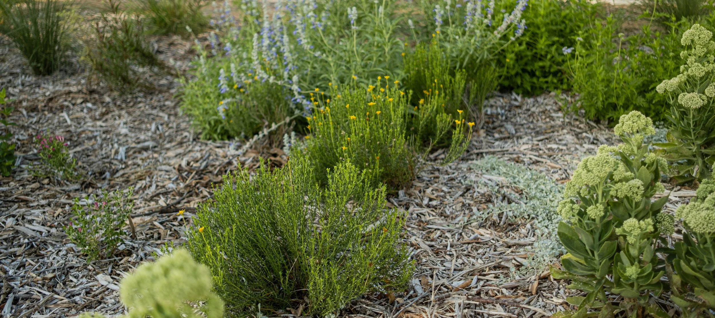 A garden with various green plants and small flowers, mulched with wood chips.