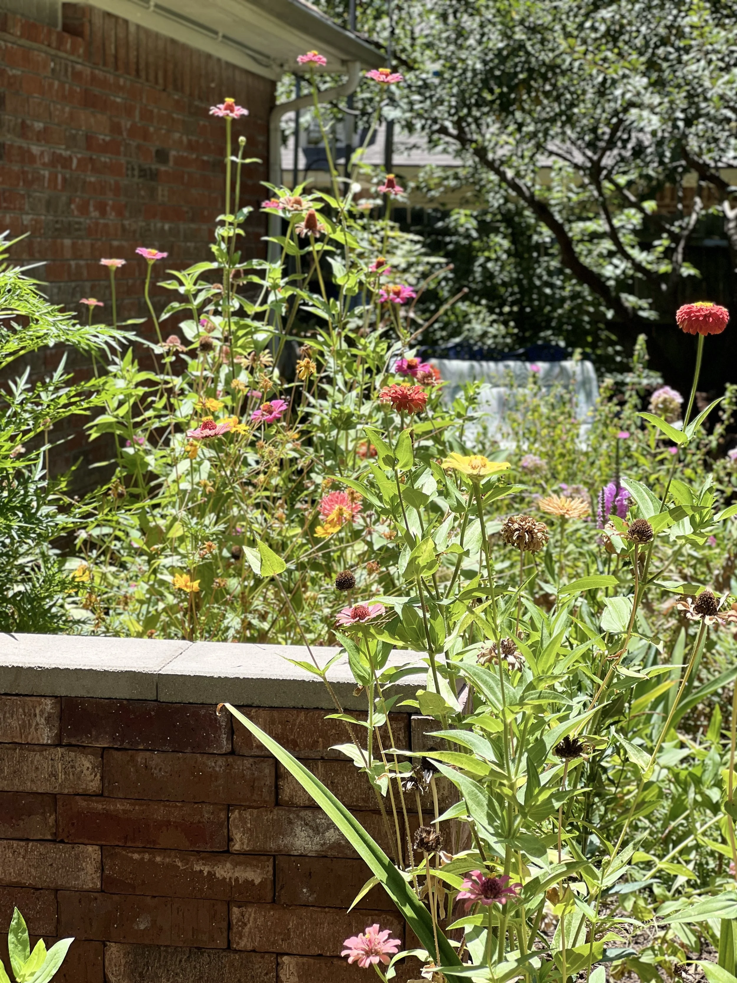 A garden with various colorful flowers, tall green plants, and a brick wall in the background, illuminated by bright sunlight.