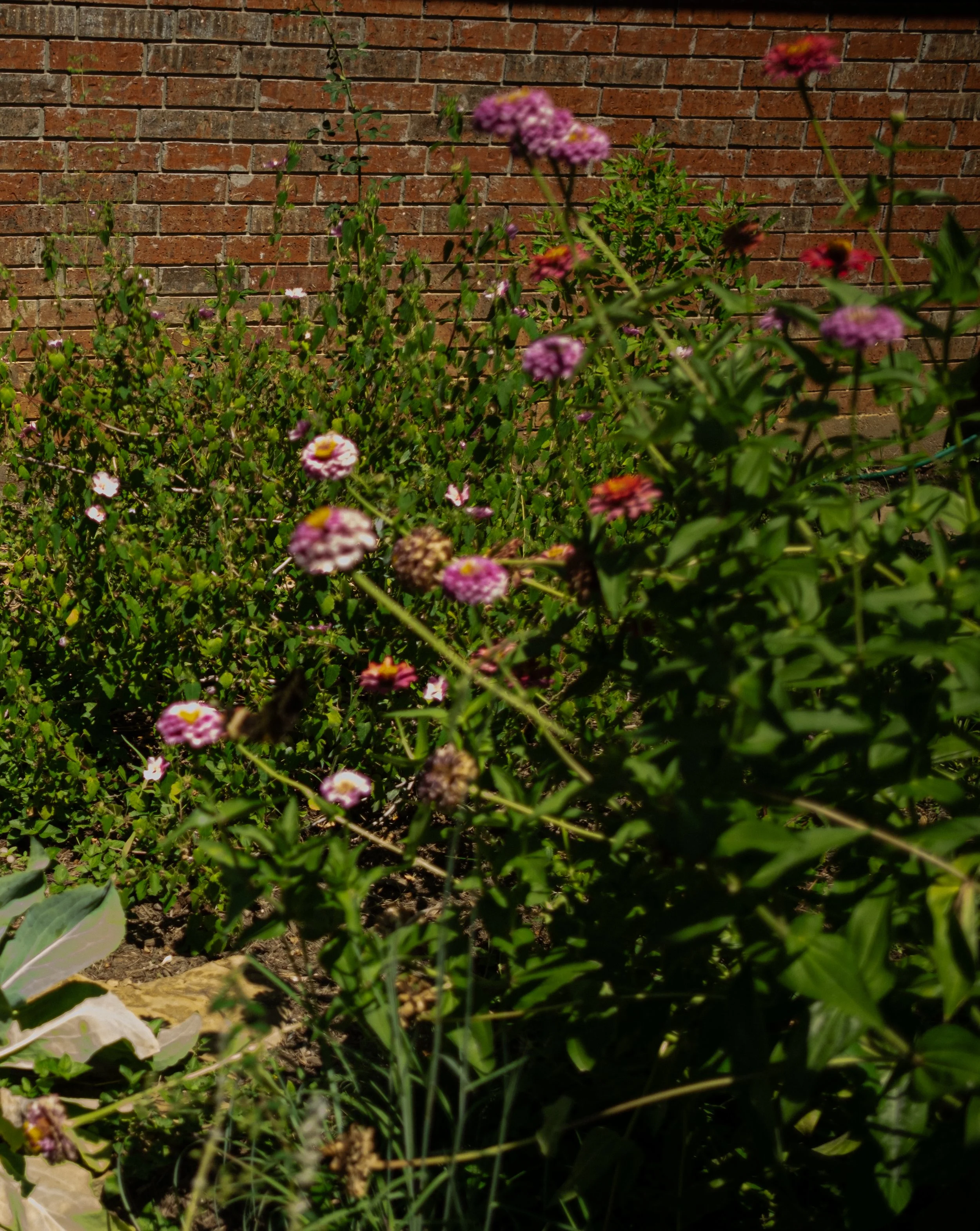Close-up of a garden with various green plants, pink and purple flowers, and a brick wall in the background at night.
