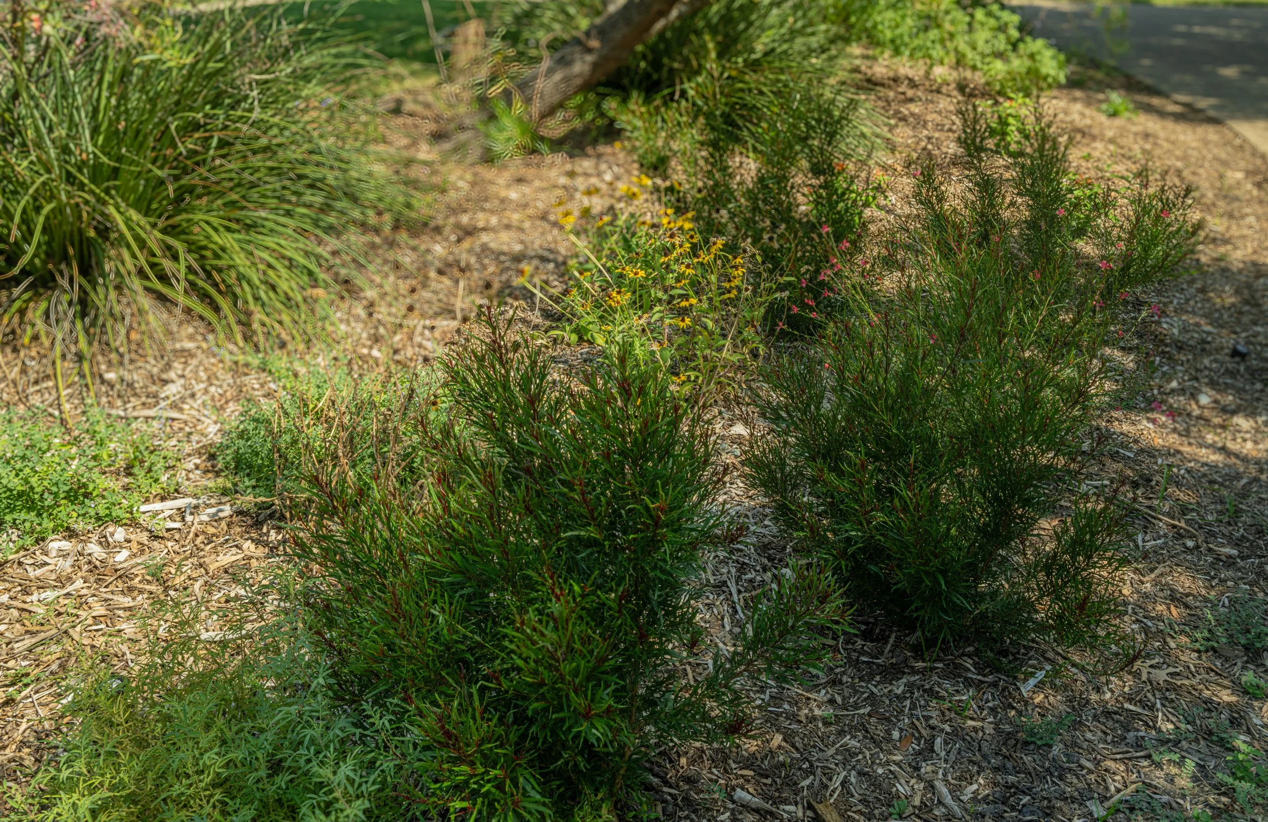 A garden landscape with various green plants and small yellow and pink flowers on a soil bed, with sunlight illuminating the scene.
