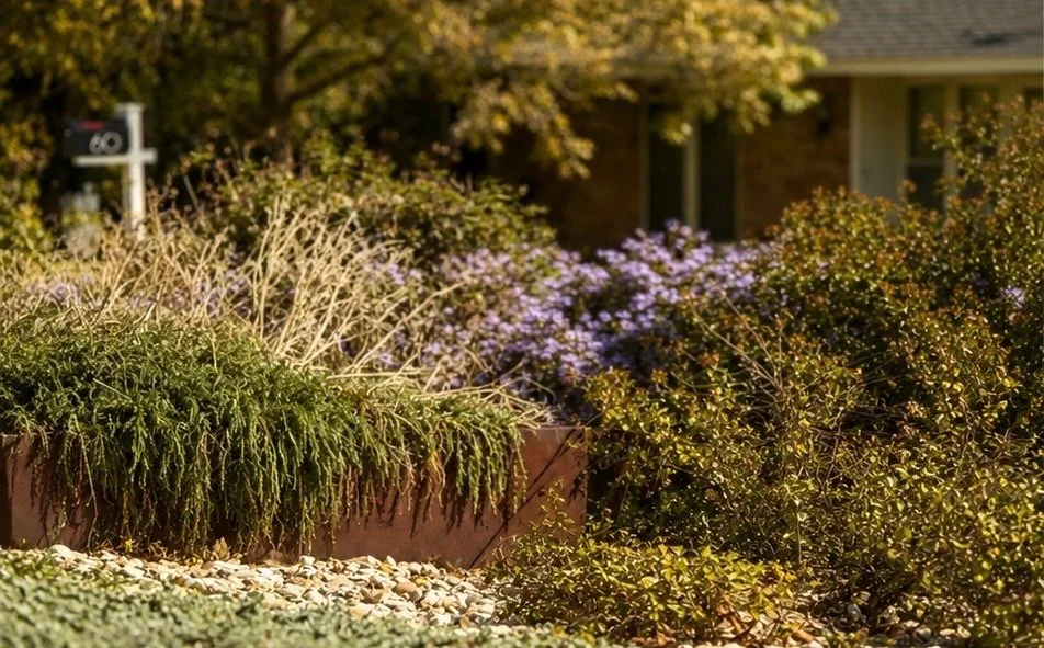 A landscaped front yard with flowering bushes, a garden bed, and a house in the background.