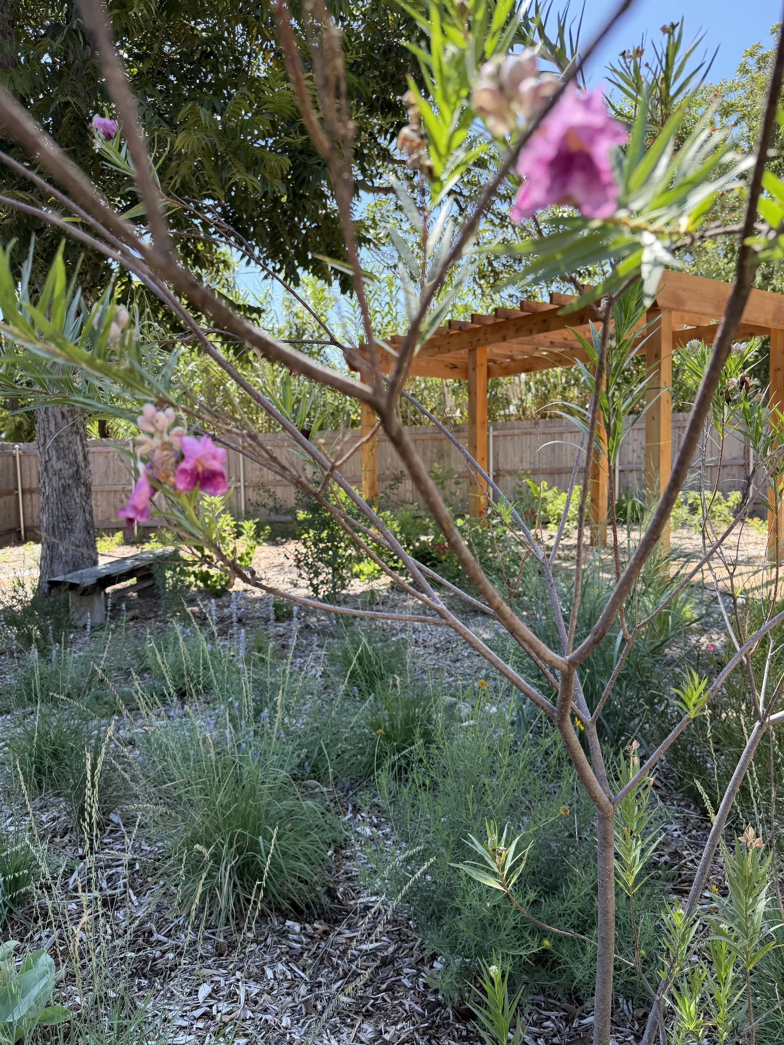 A backyard garden with various plants, a young tree in the foreground, a wooden structure with a slatted roof in the middle background, a oak tree and a bamboo fence in the background, under a clear blue sky.