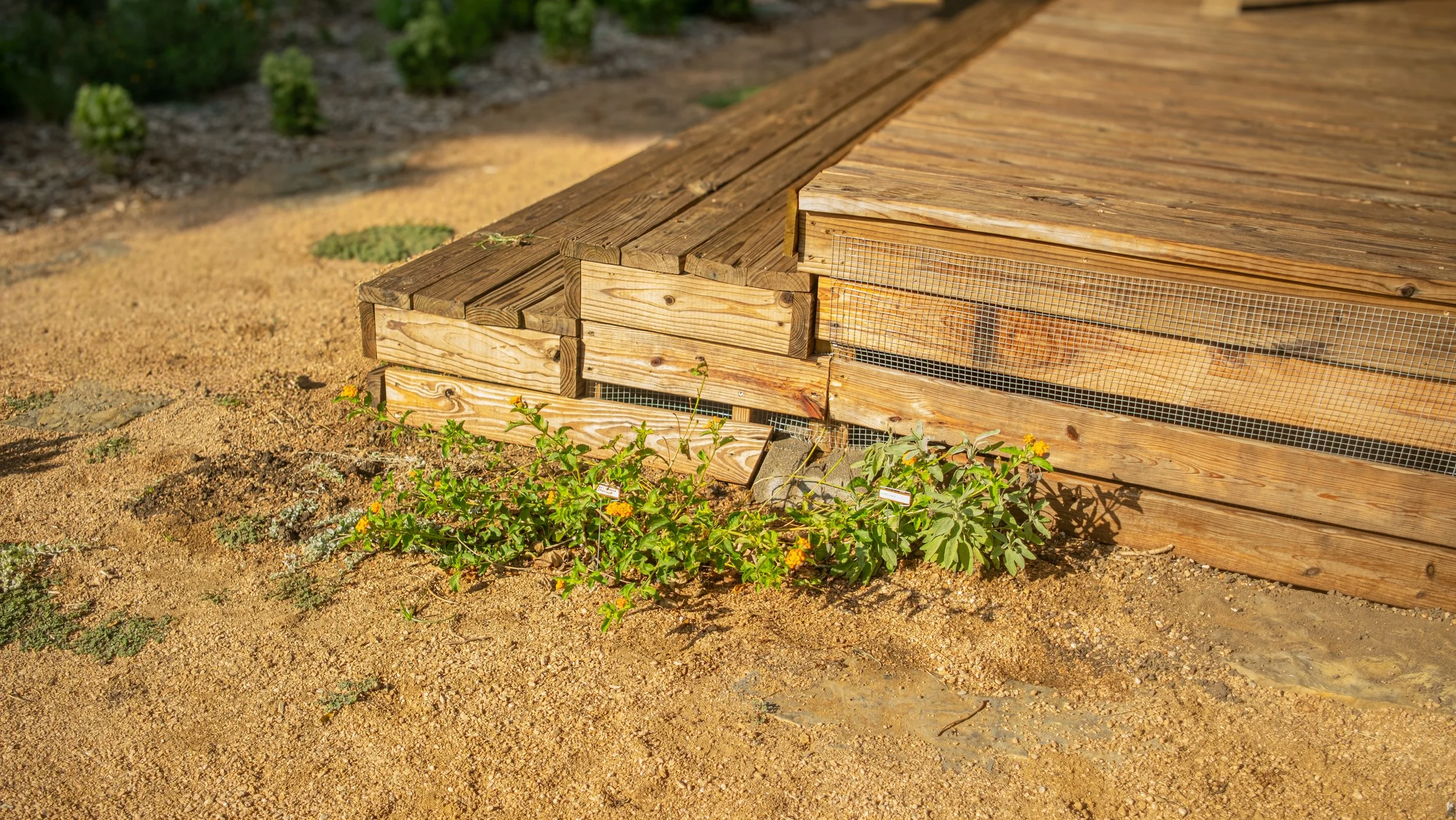 Close-up of a wooden outdoor chicken coop with netting, situated beside a flower bed with yellow flowers and green plants, on a sandy ground.