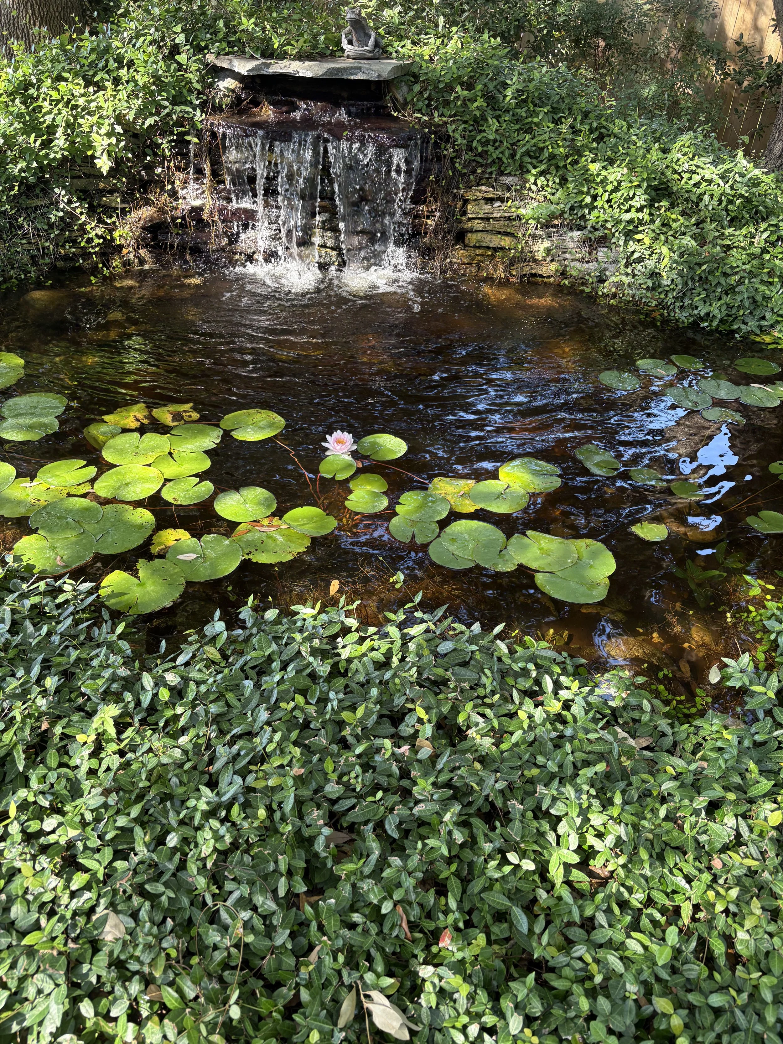 A garden pond with water lilies and a small waterfall surrounded by dense green foliage and a wooden fence.
