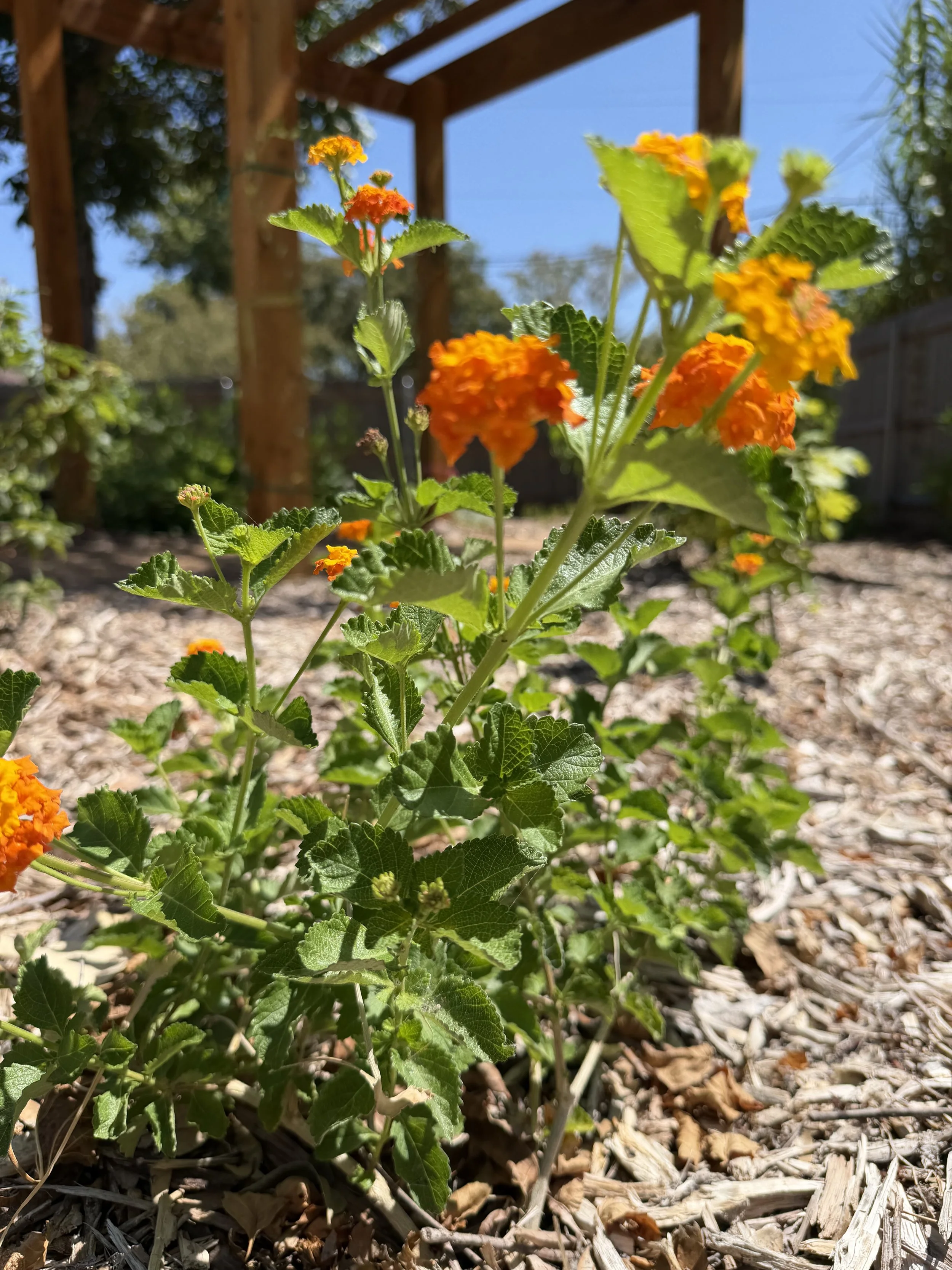 Close-up of orange and yellow lantana flowers with green leaves, in a garden bed with mulch, under a wooden pergola structure on a sunny day.