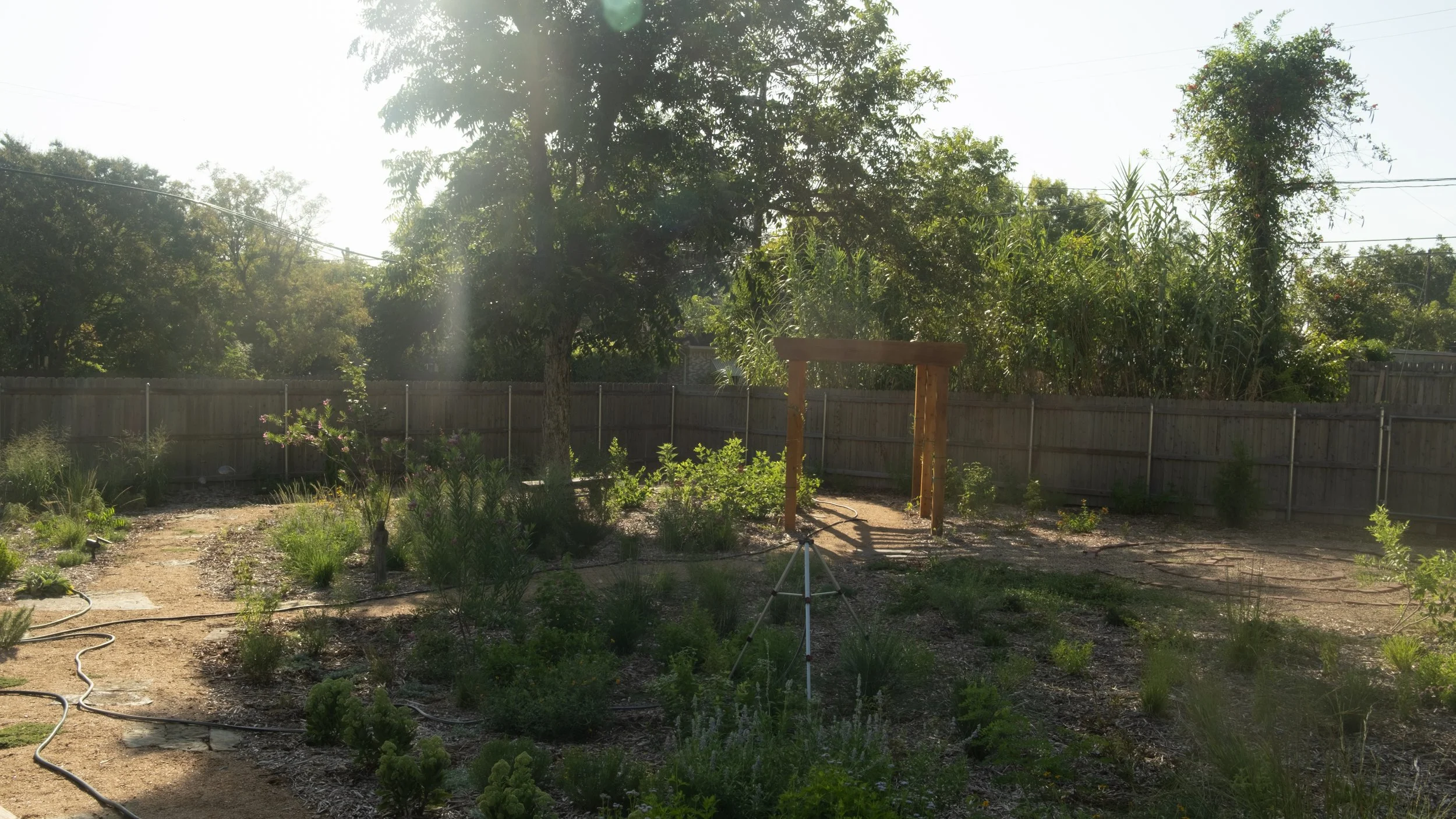 A backyard garden with vegetable plants and herbs, a dirt path, a wooden post, a wooden fence, and tall trees in the background with sunlight filtering through the leaves.