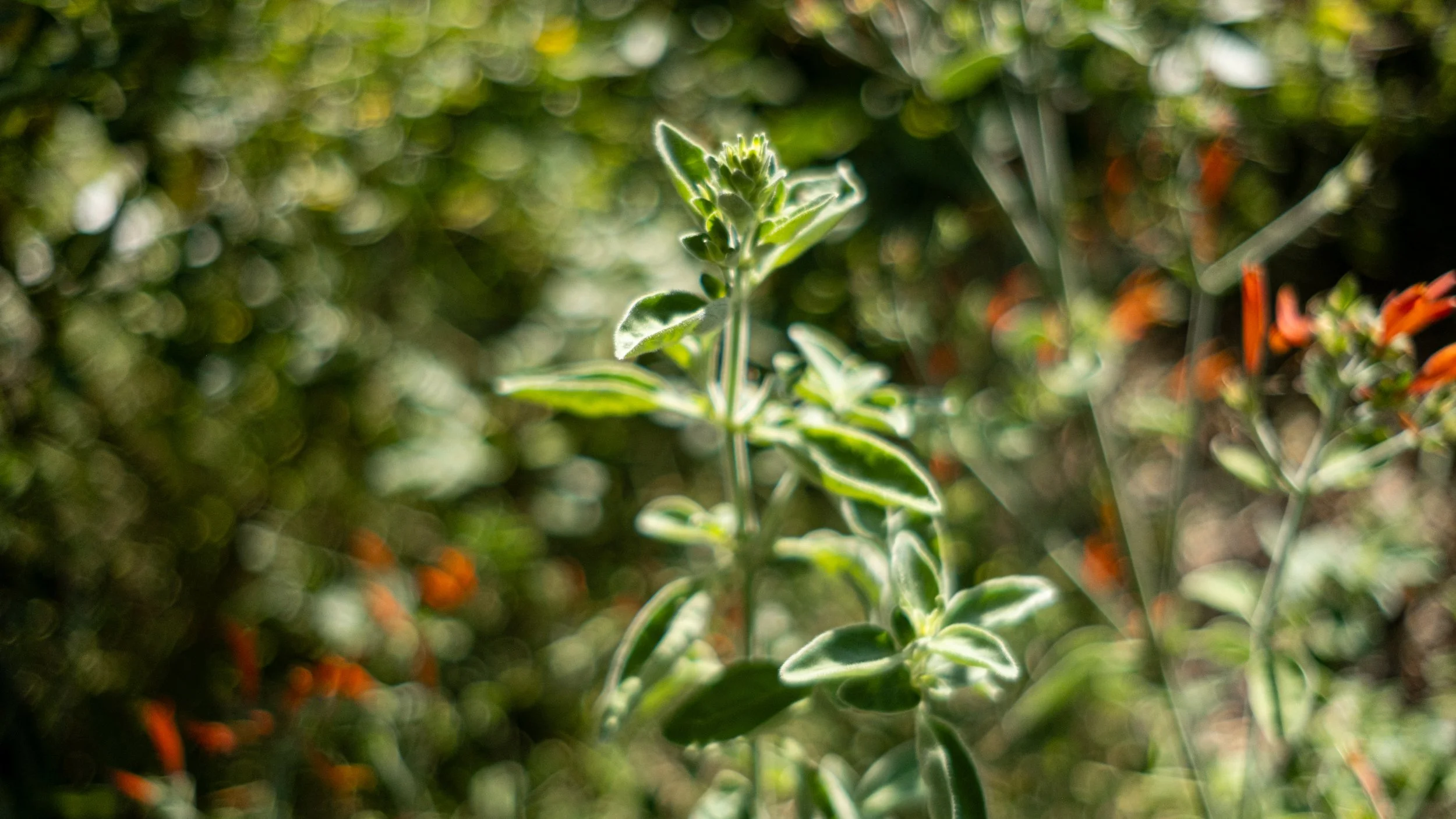 Close-up of a green plant with variegated leaves in a garden with blurred background.