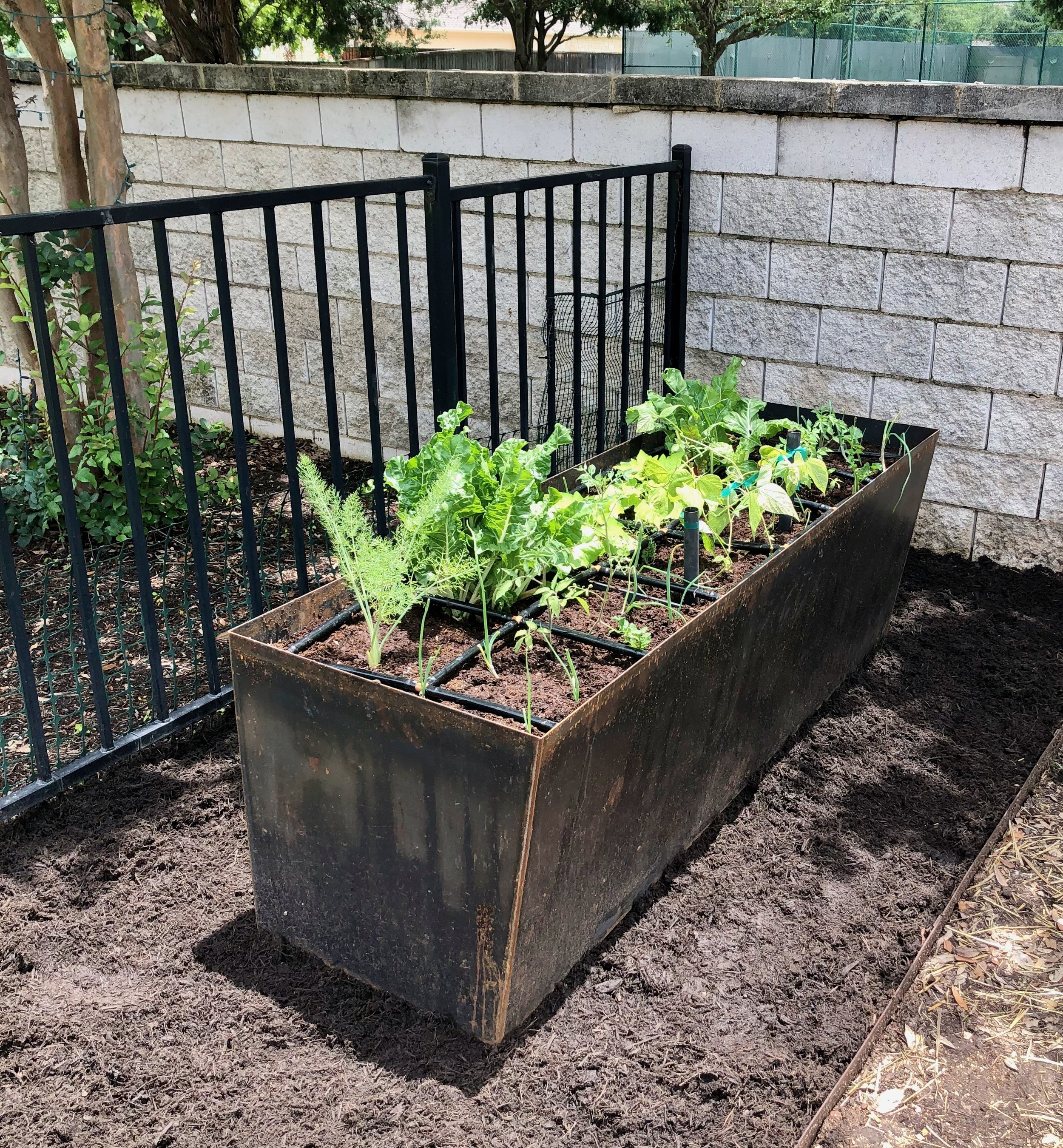 A raised garden bed containing green leafy vegetables and herbs, situated next to a black metal fence and a stone wall, in a backyard with trees and a tennis court in the background.