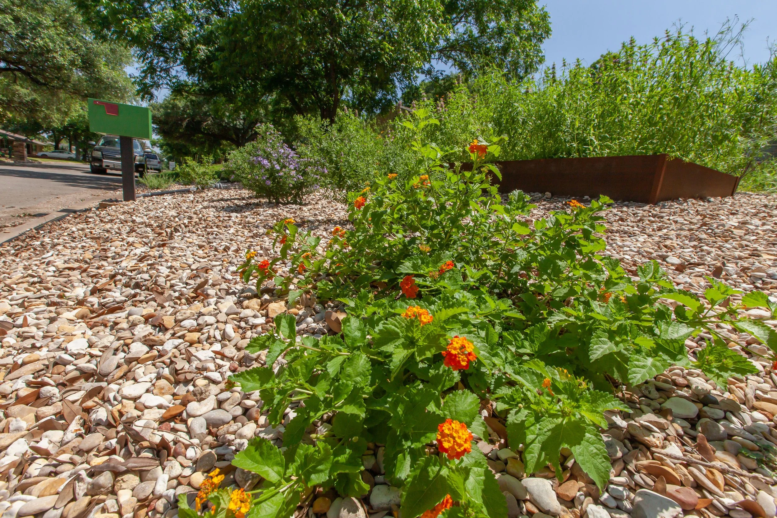A landscaped area with small rocks, orange and yellow flowers, and green bushy plants. There are trees and parked cars along the street in the background.