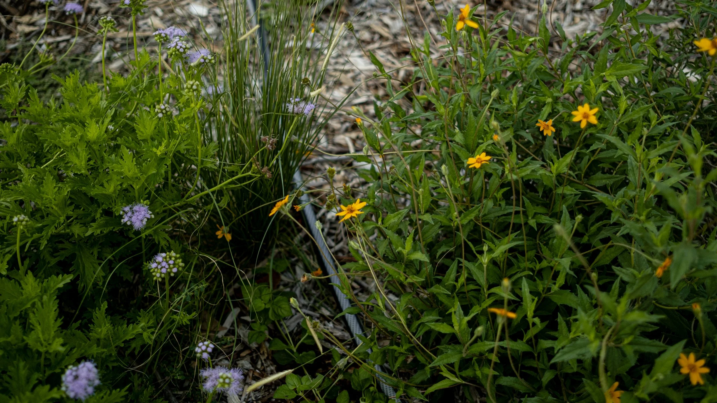 A garden bed with various green plants and yellow and purple flowers, with mulch or bark covering the ground.