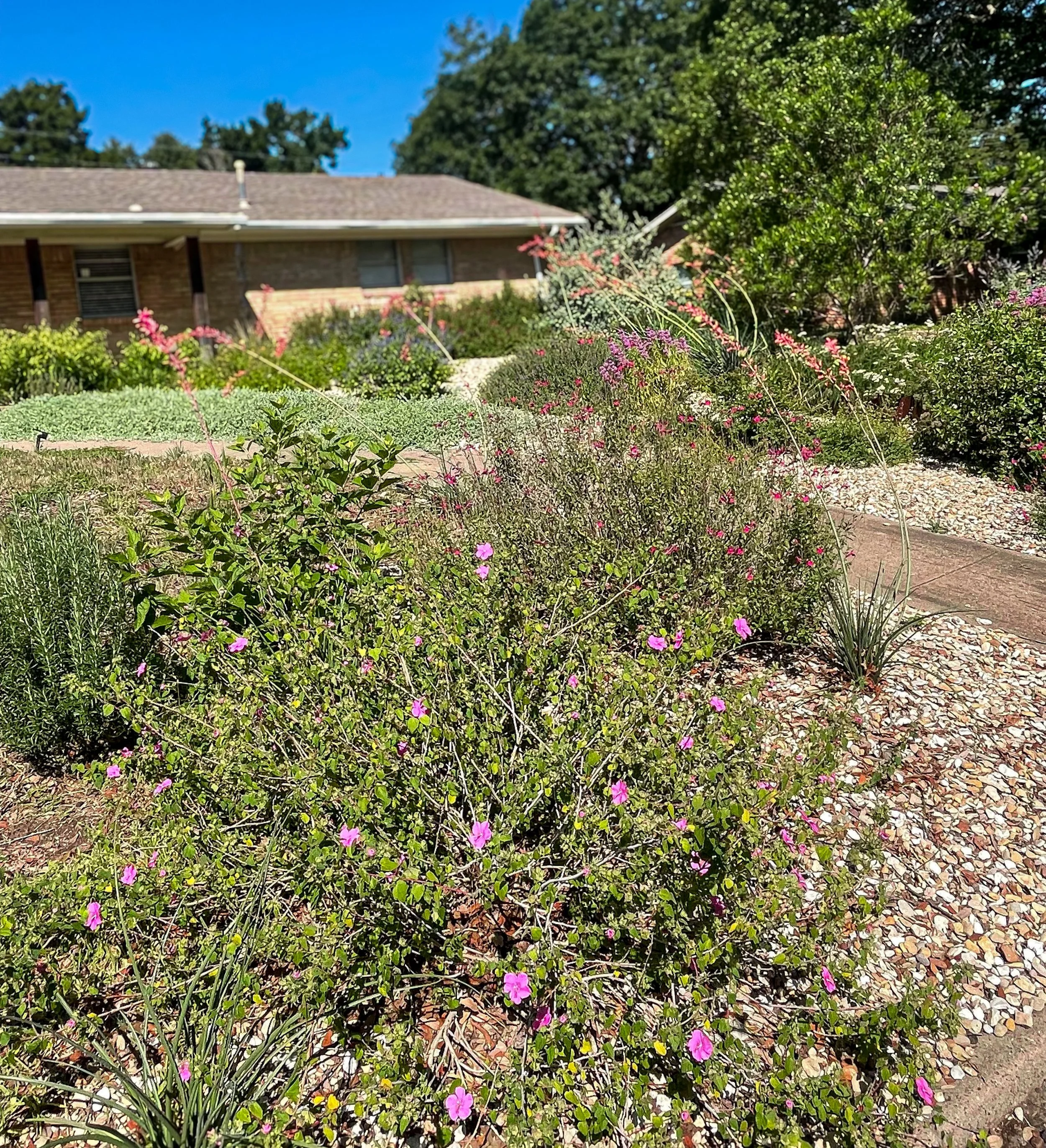 A front yard garden with various colorful flowers, green shrubs, and a gravel pathway in front of a house with a brick exterior and a shingle roof under a clear blue sky.