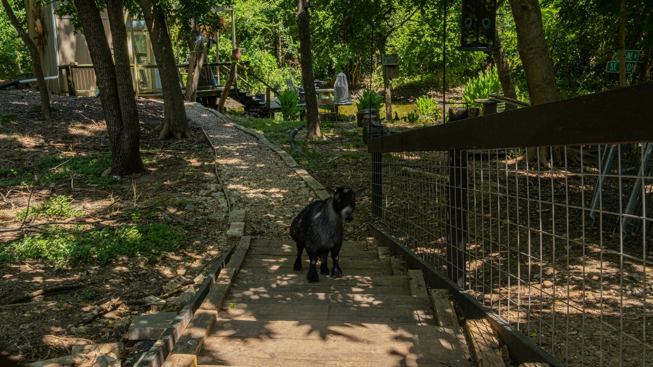 A small black goat standing on a wooden bridge in a wooded backyard with trees, plants, and a pond in the background. There is a black metal fence on the right and a gravel pathway on the left.