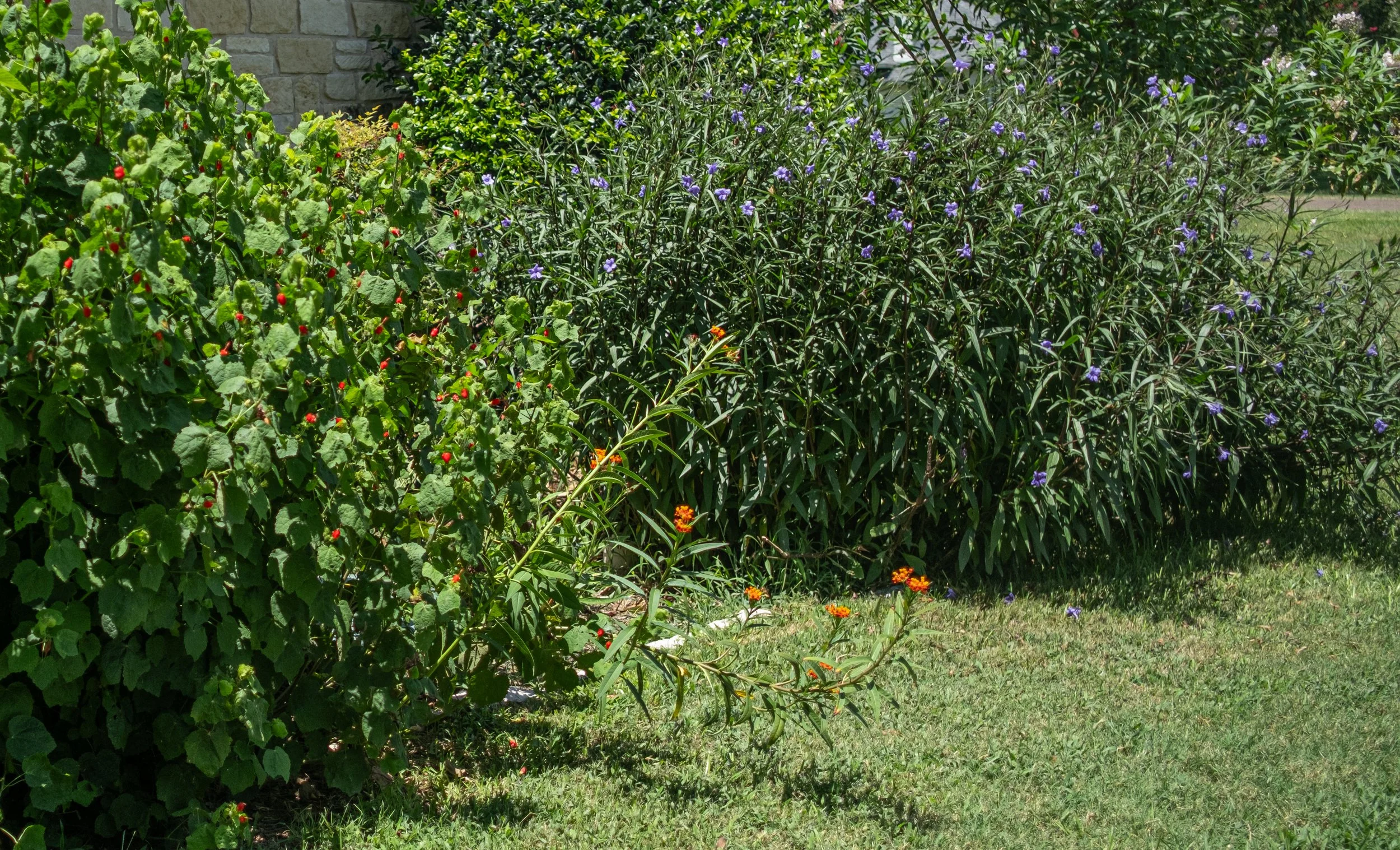A garden with green leafy plants, purple flowers, and orange marigolds, with a stone wall and grassy area in the background.