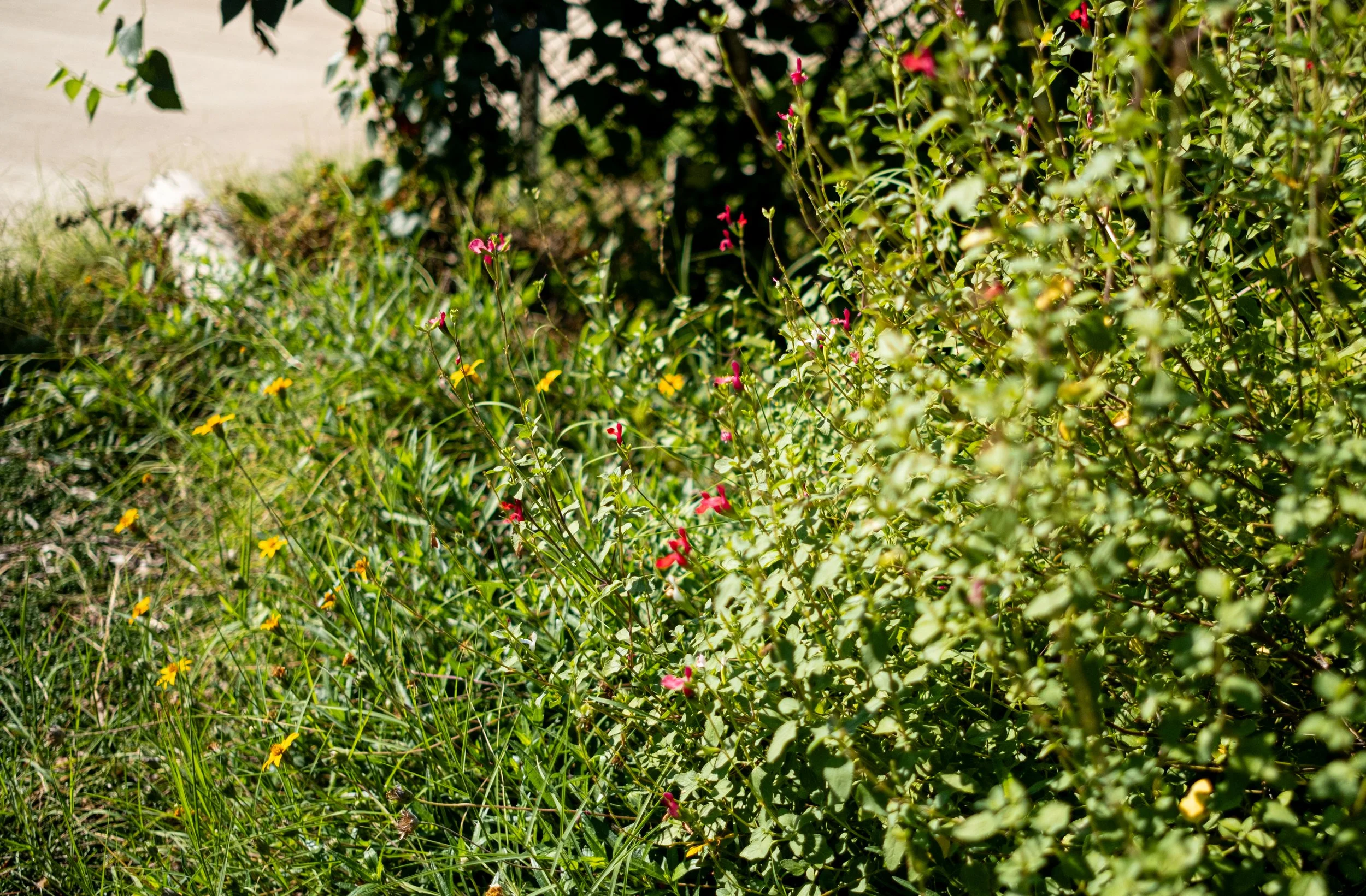 Close-up of a garden with various green plants, small pink, yellow, and red flowers, and a blurred background with sunlight.