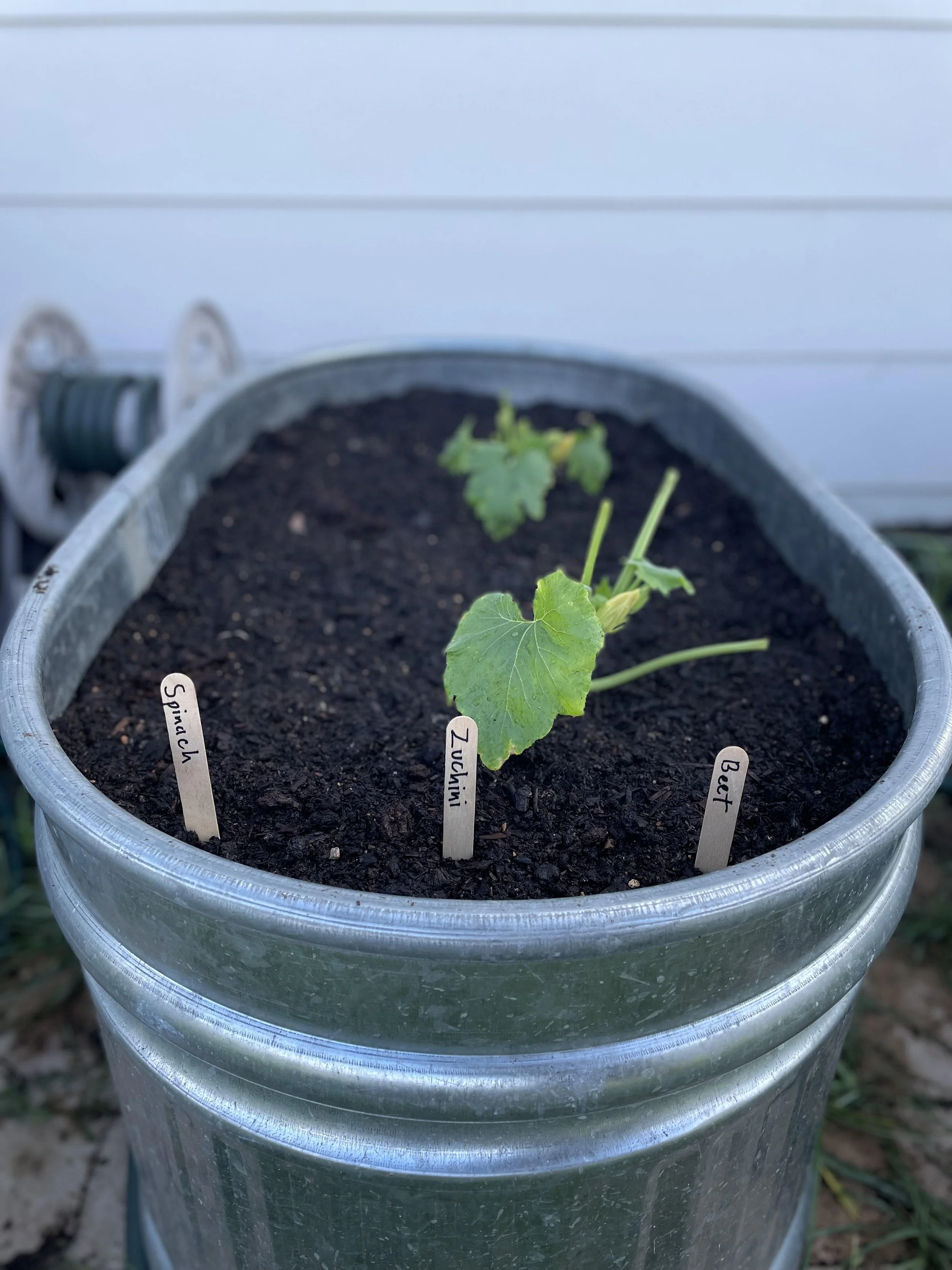 A metal barrel containing dark soil and young plants with green leaves, labeled with plant names such as 'Spina C', 'Zucchini', and 'Beet.'