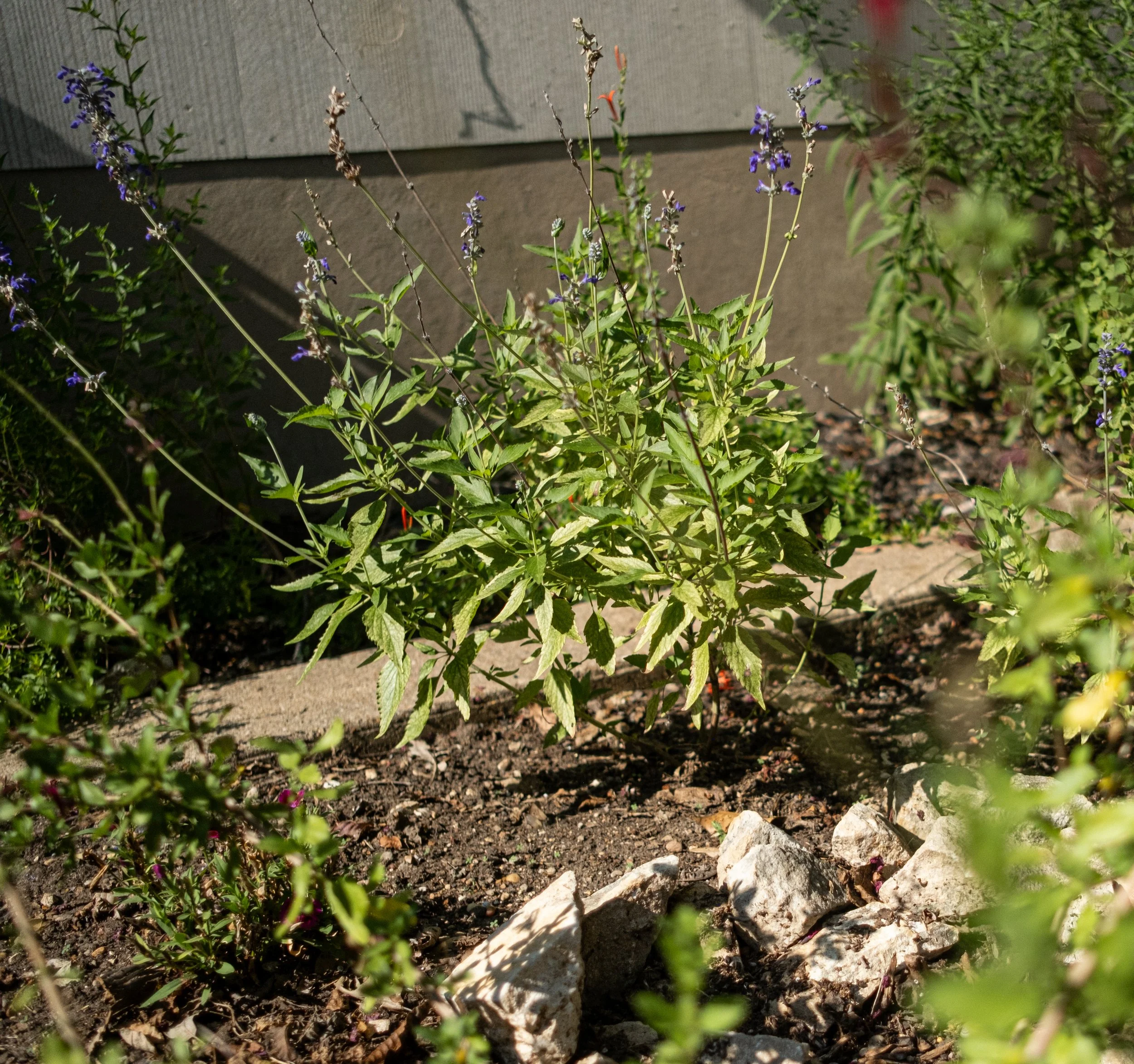 Close-up of a garden bed with flowering plants, purple and red flowers, and rocks on soil.