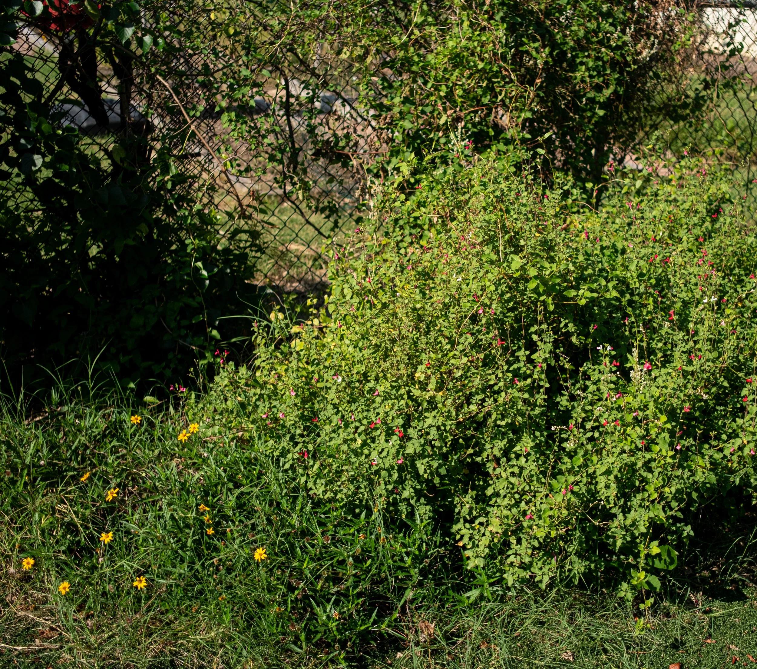 A garden scene with green plants, small pink and yellow flowers, and a wire fence in the background.
