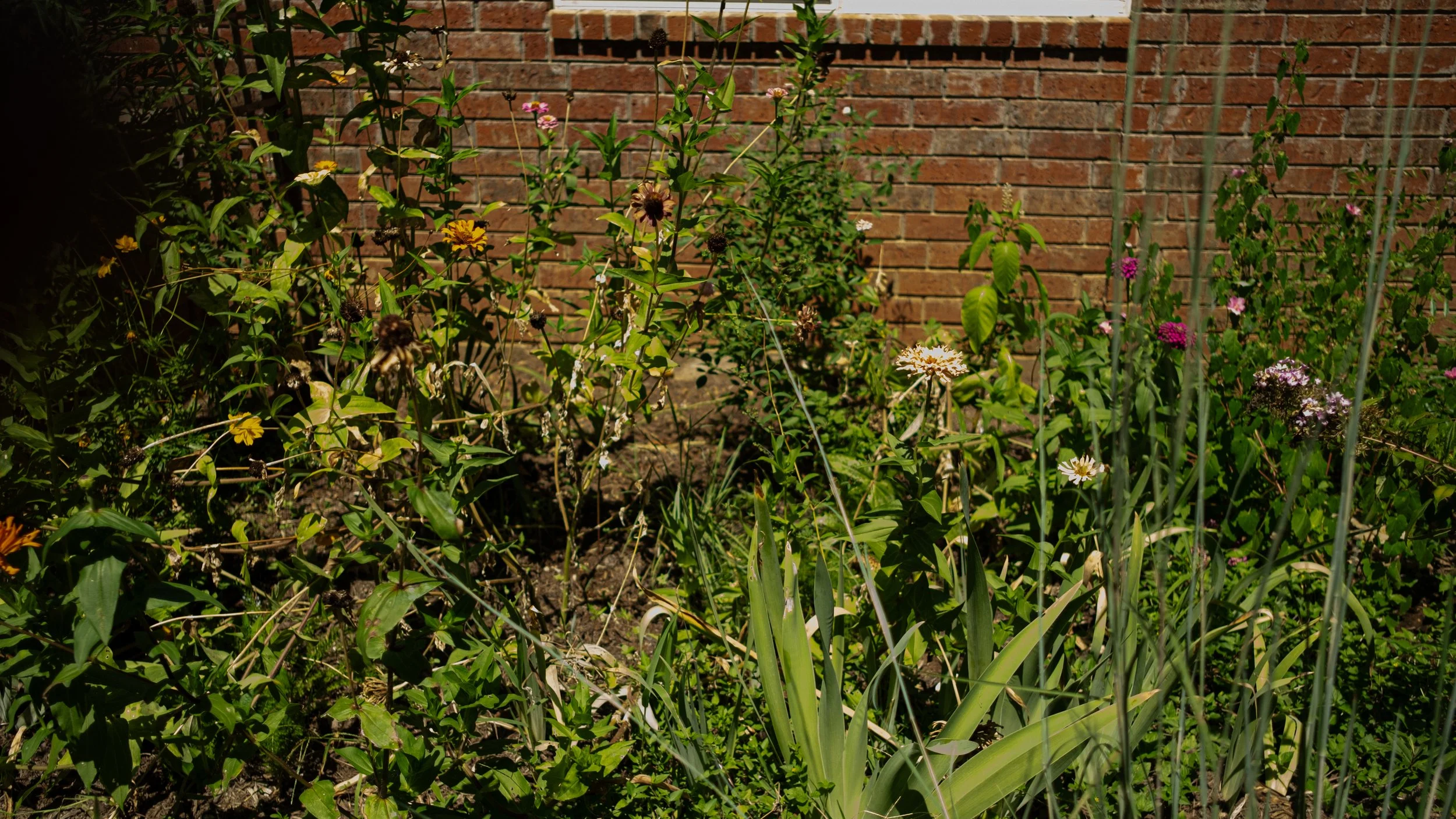 A garden with various flowering plants in front of a brick wall, including yellow, pink, white, and purple flowers.
