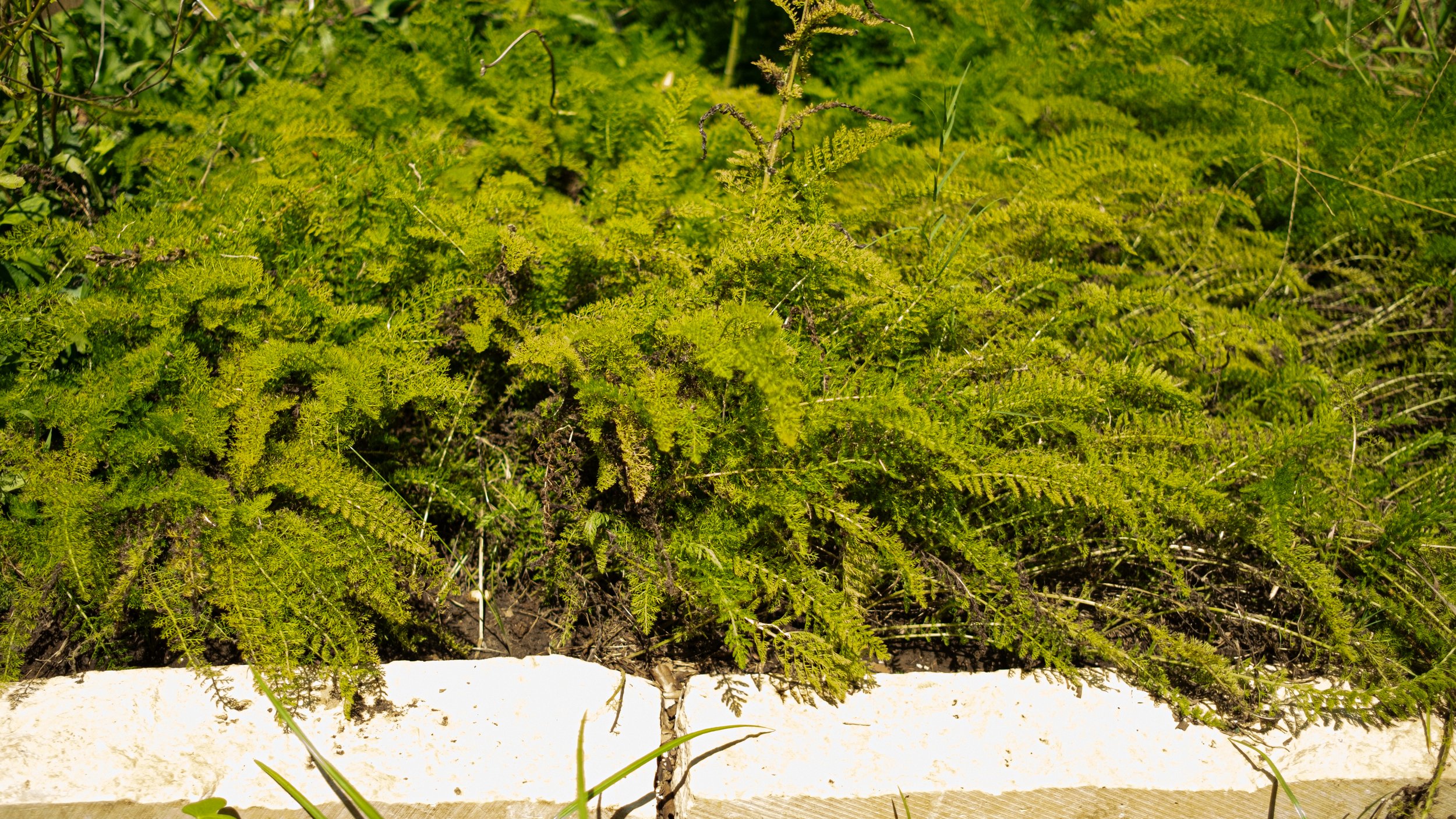 Close-up of green fern plants with a sandy ground and a wooden border at the bottom.