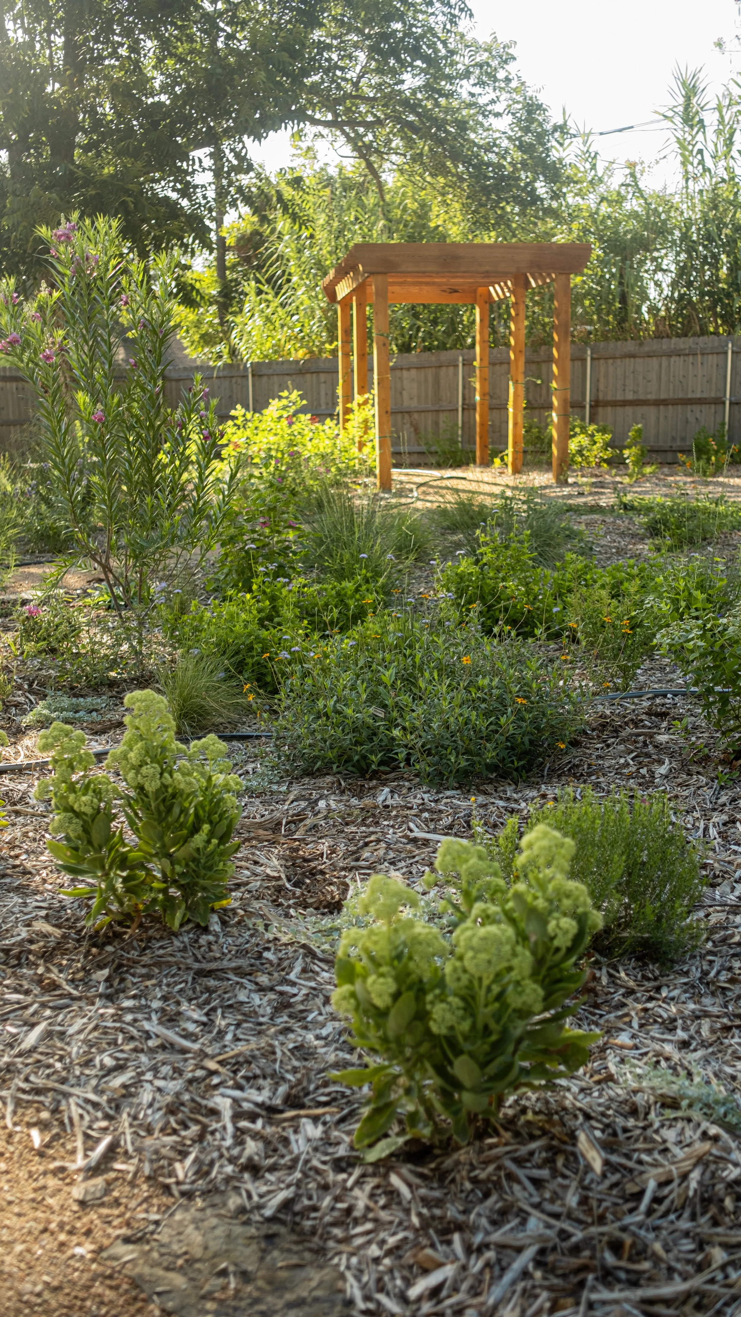 A garden with various green plants and flowers, a wooden trellis, and a wooden fence in the background, under bright sunlight.