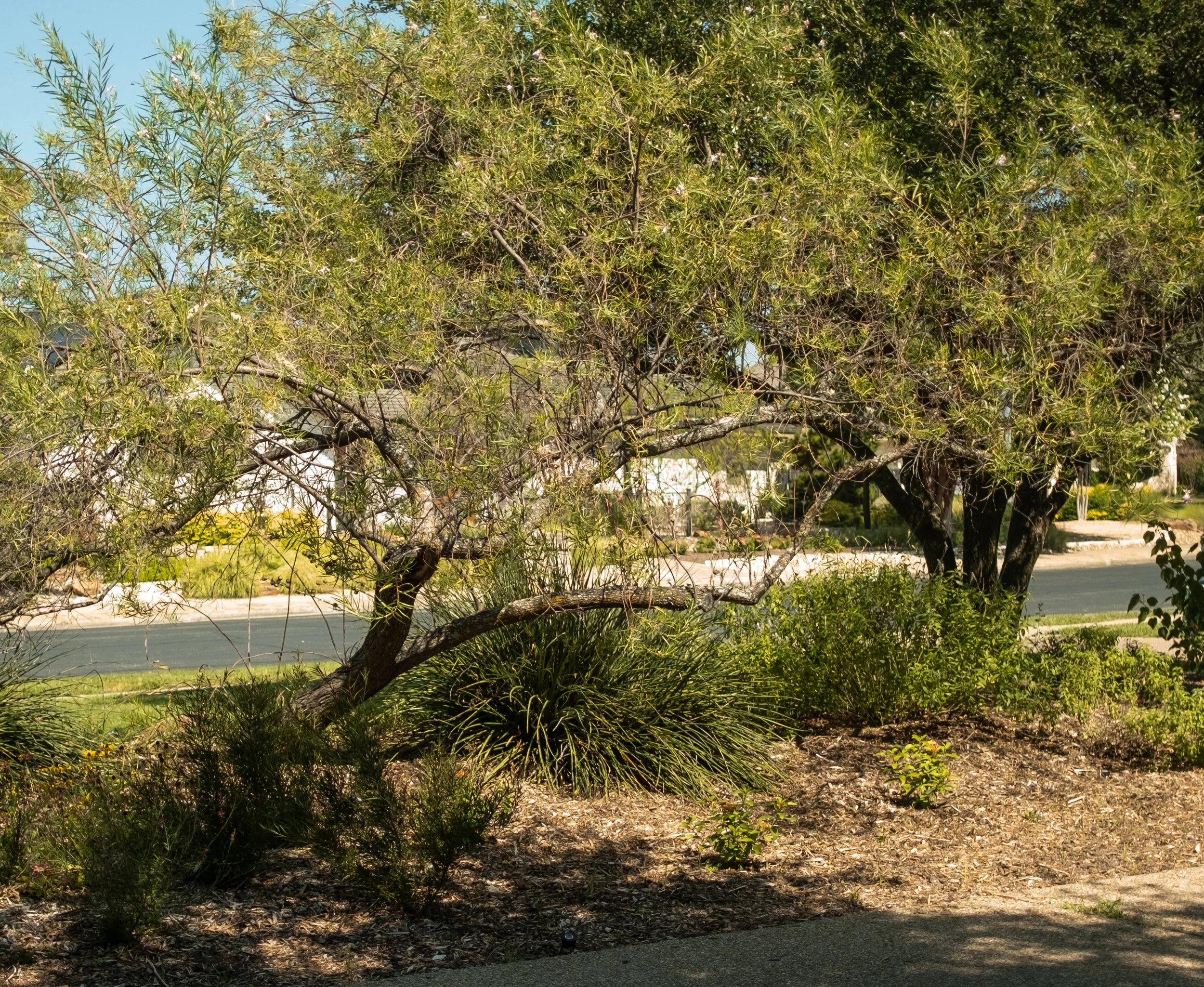 View of a leafy tree with a street and sidewalk in the background on a sunny day.