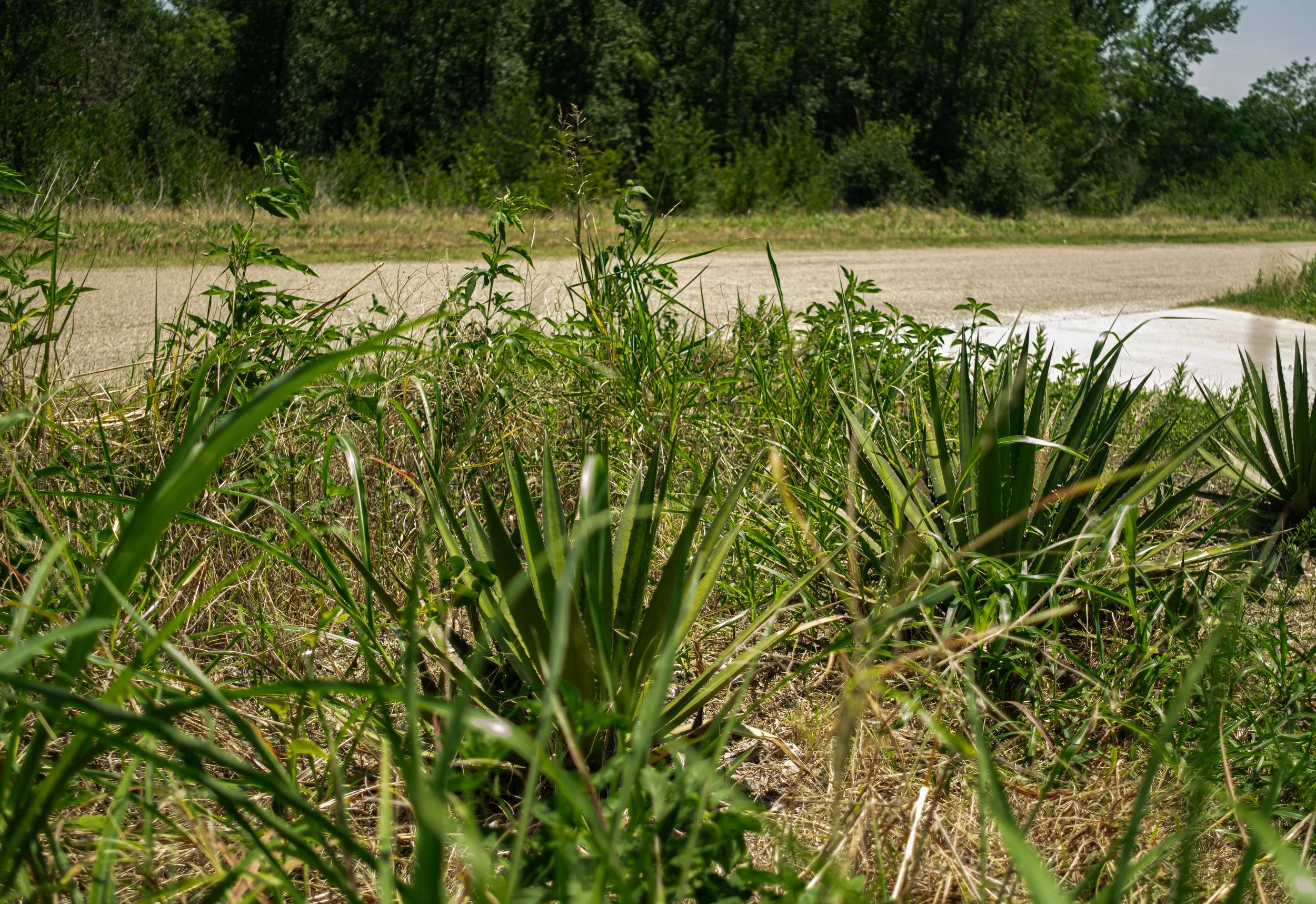Overgrown grass and plants along a dirt path in a green, wooded area.