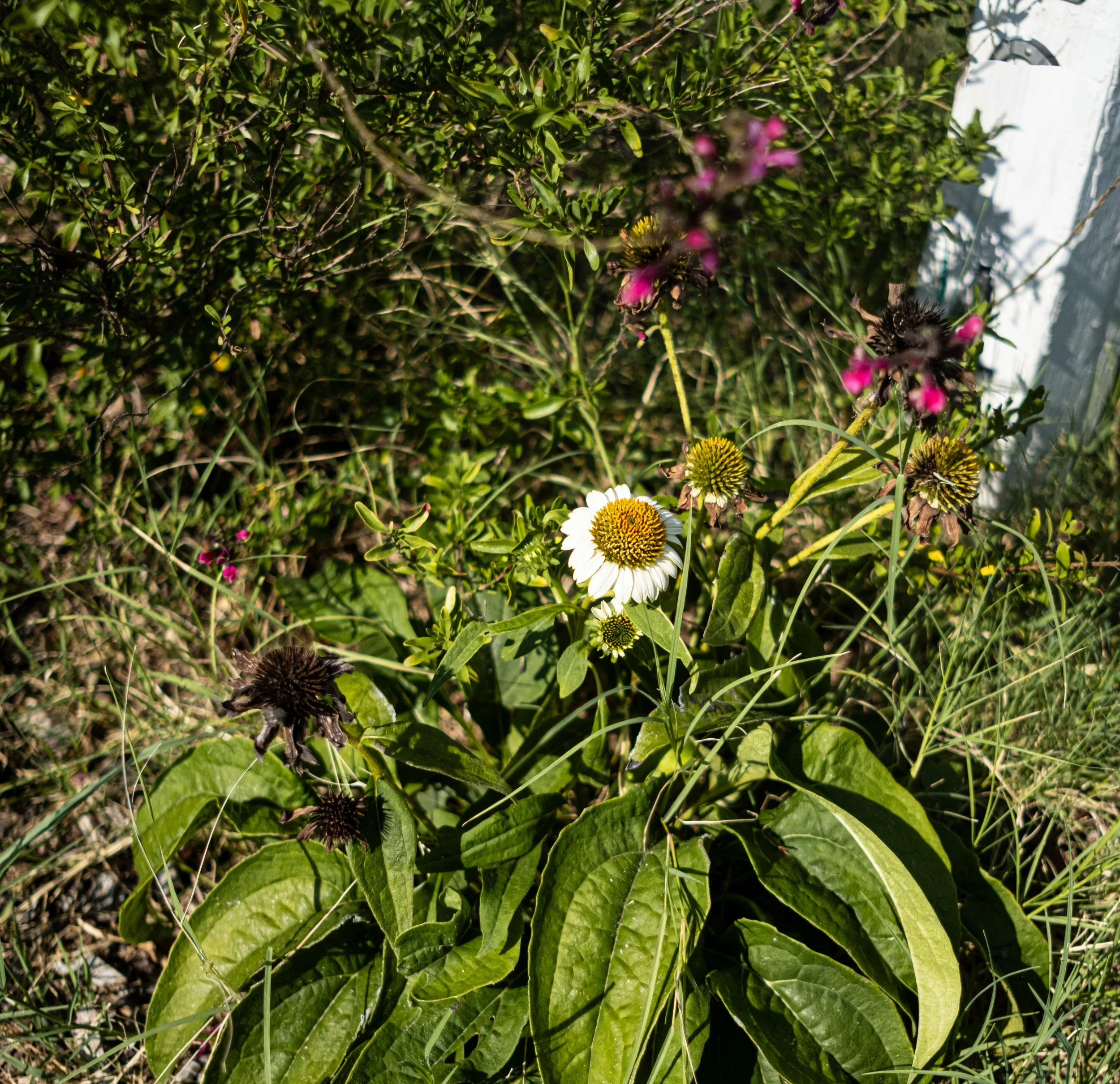 Close-up of flowering plants and green leaves in a garden, with some pink and yellow flowers visible.
