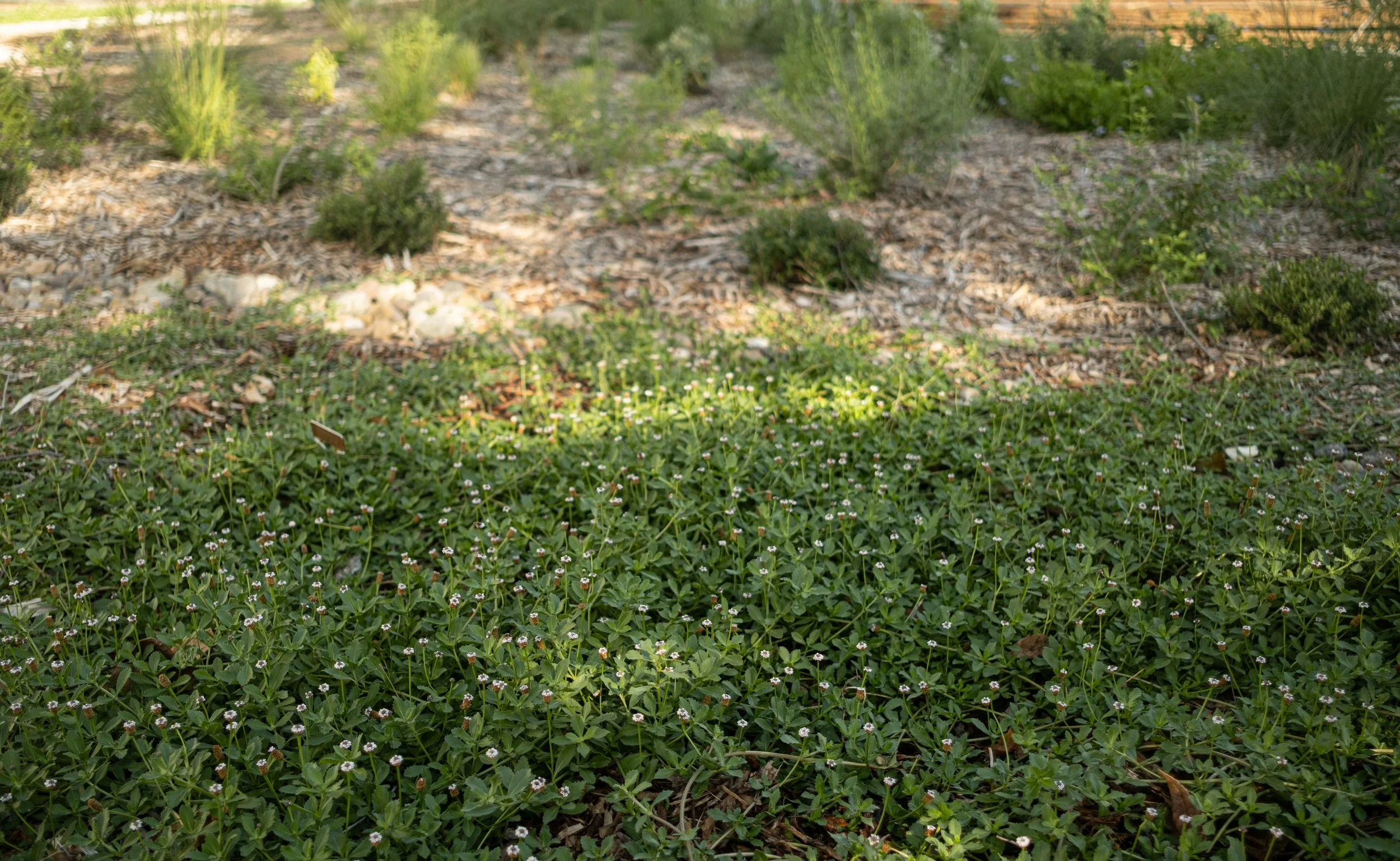 Garden with green plants, small flowers, and mulch on the soil